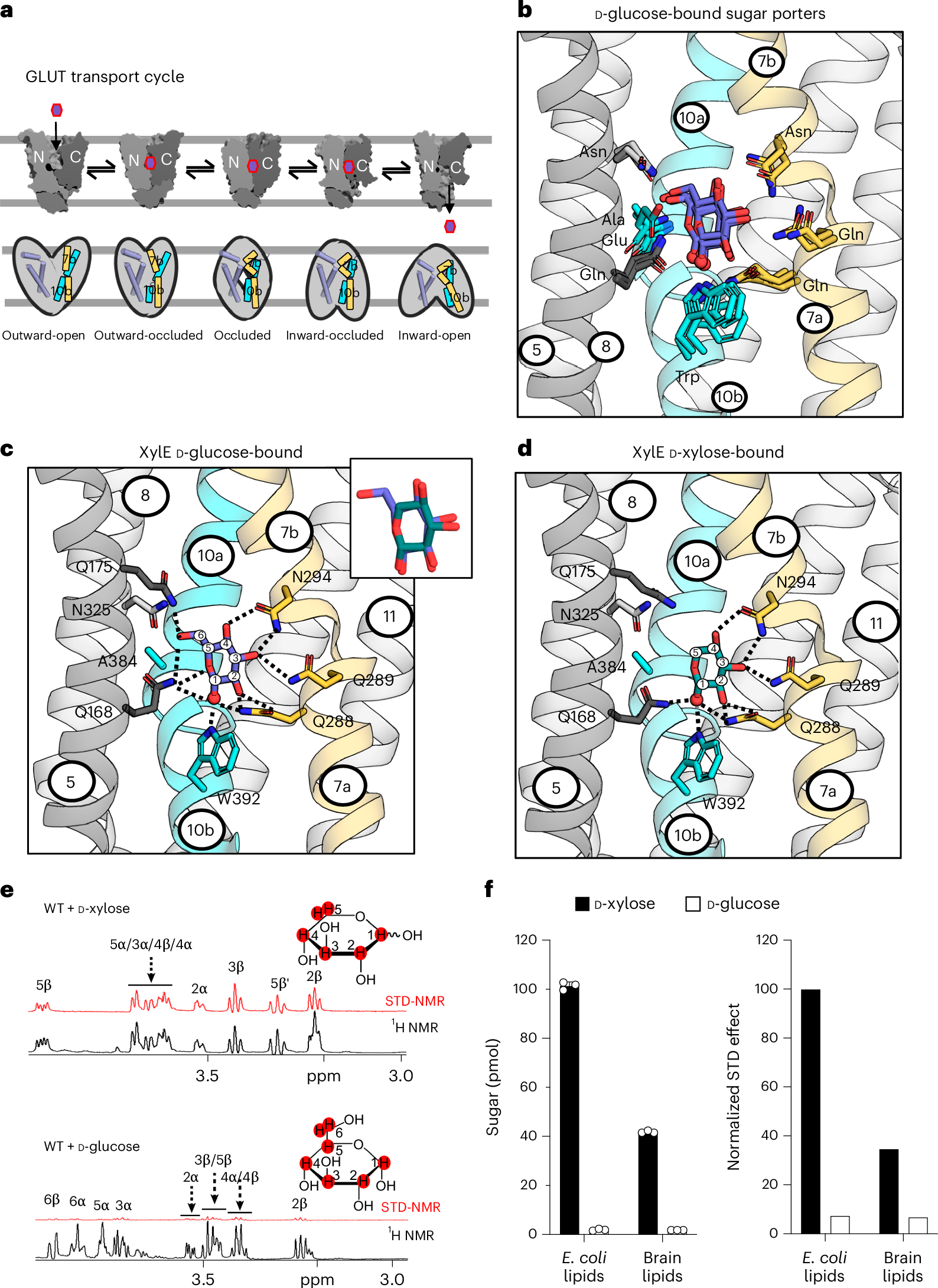Fig. 1: GLUT transport cycle, sugar porter ligand binding and D-glucose and D-xylose interactions with XylE.