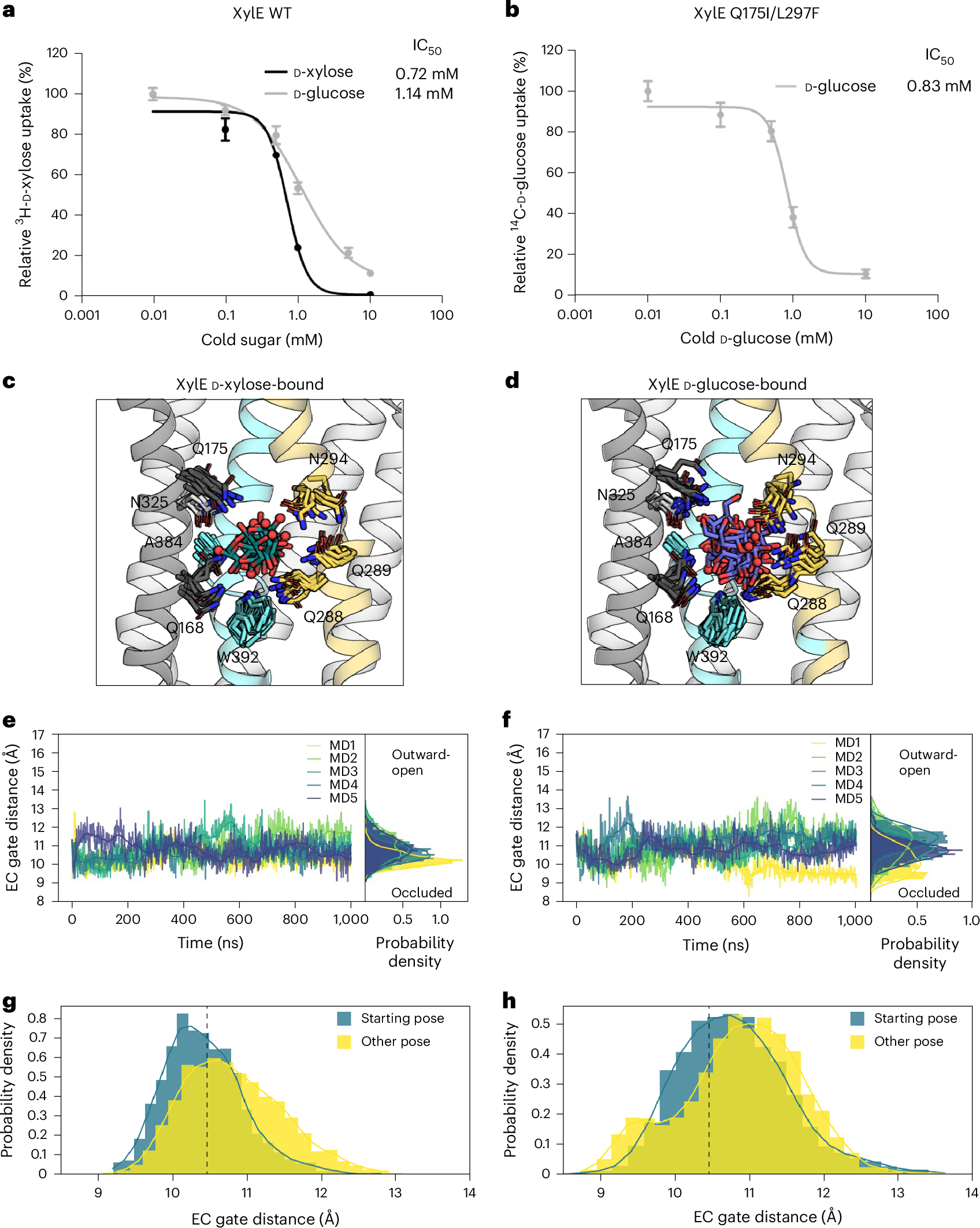 Fig. 3: XylE IC50 values and protein–sugar interactions probed by MD simulations.