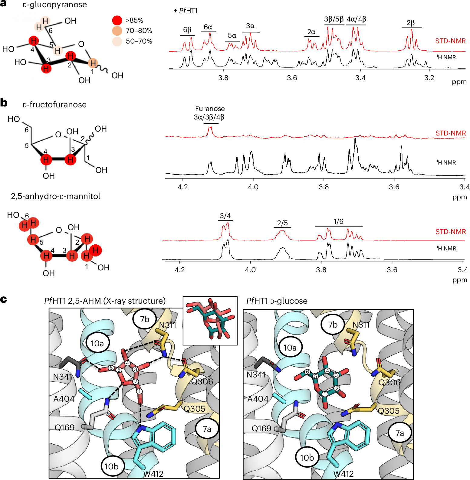 Fig. 4: D-Glucose versus 2,5-AHM coupling in PfHT1.