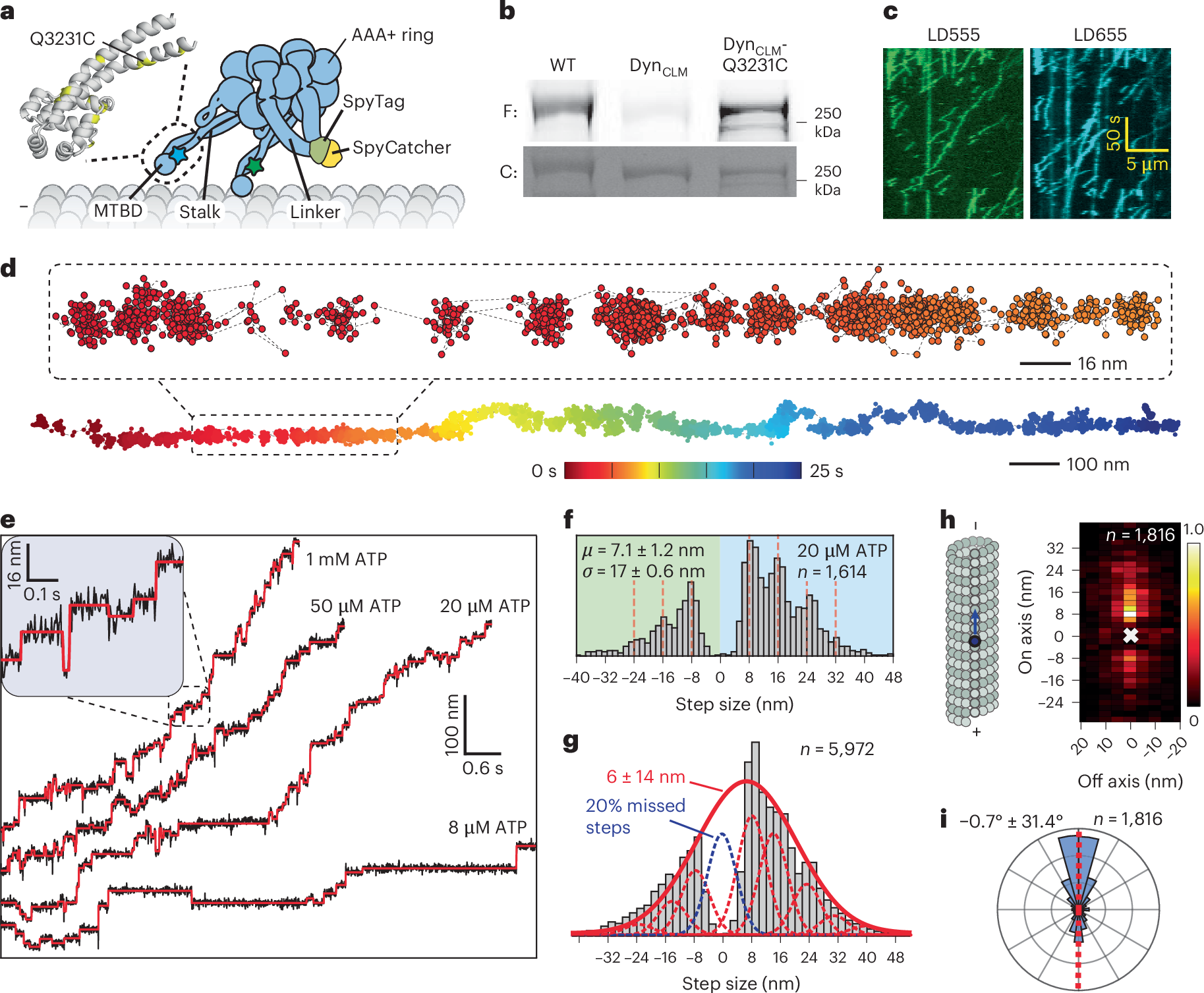 Characterizing dynamics of productive dynein stepping by MINFLUX