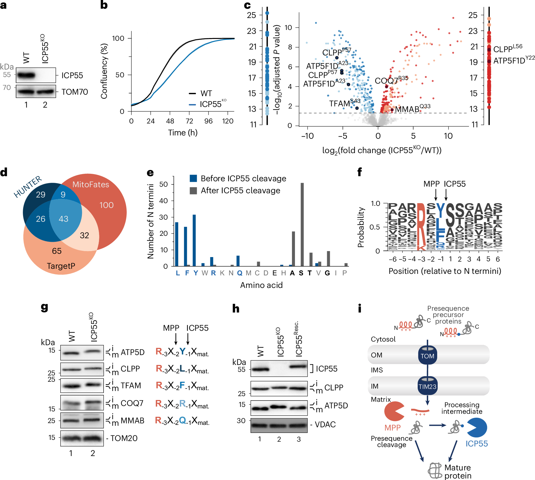 Photograph accompanying ICP55's one-amino-acid trim holds mitochondrial protein complexes together in human cells