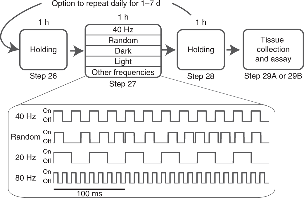 40 hz light 40hz alzheimer's noninvasive 40hz light flicker to recruit microglia and reduce amyloid beta load nature protocols 40 hz light 40hz alzheimer's noninvasive 40hz light flicker to recruit microglia and reduce amyloid beta load nature protocols