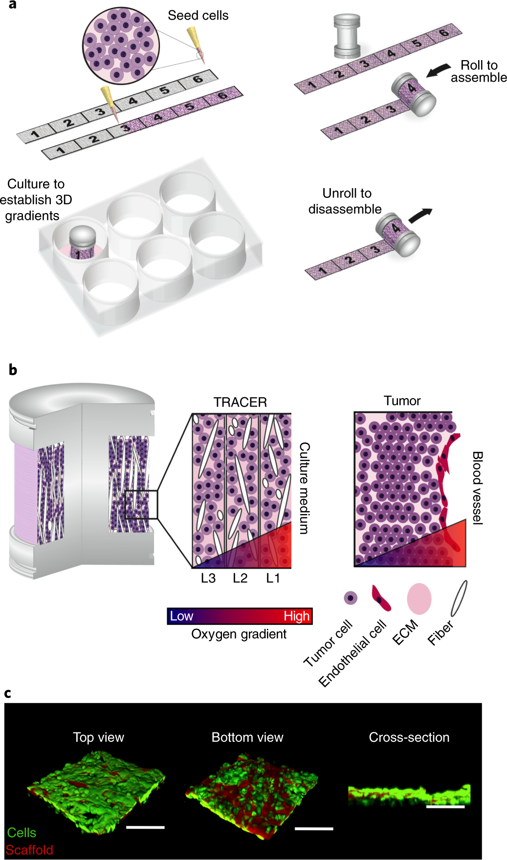 A three-dimensional engineered heterogeneous tumor model for assessing  cellular environment and response | Nature Protocols