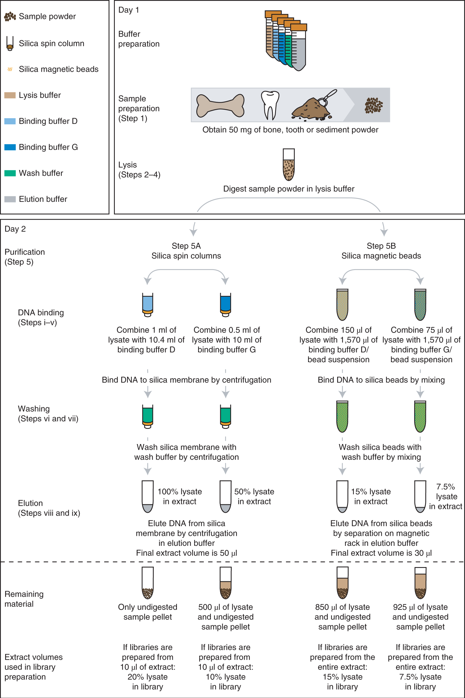Extraction of highly degraded DNA from ancient bones, teeth and sediments  for high-throughput sequencing | Nature Protocols