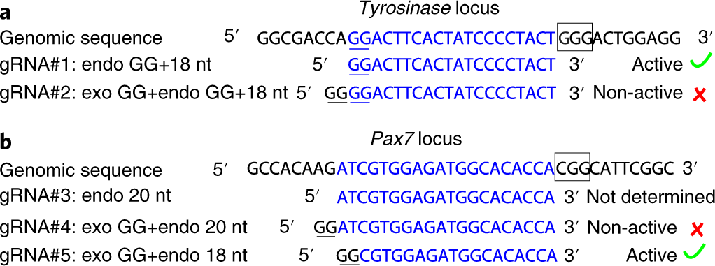 application and optimization of crispr cas9 mediated genome