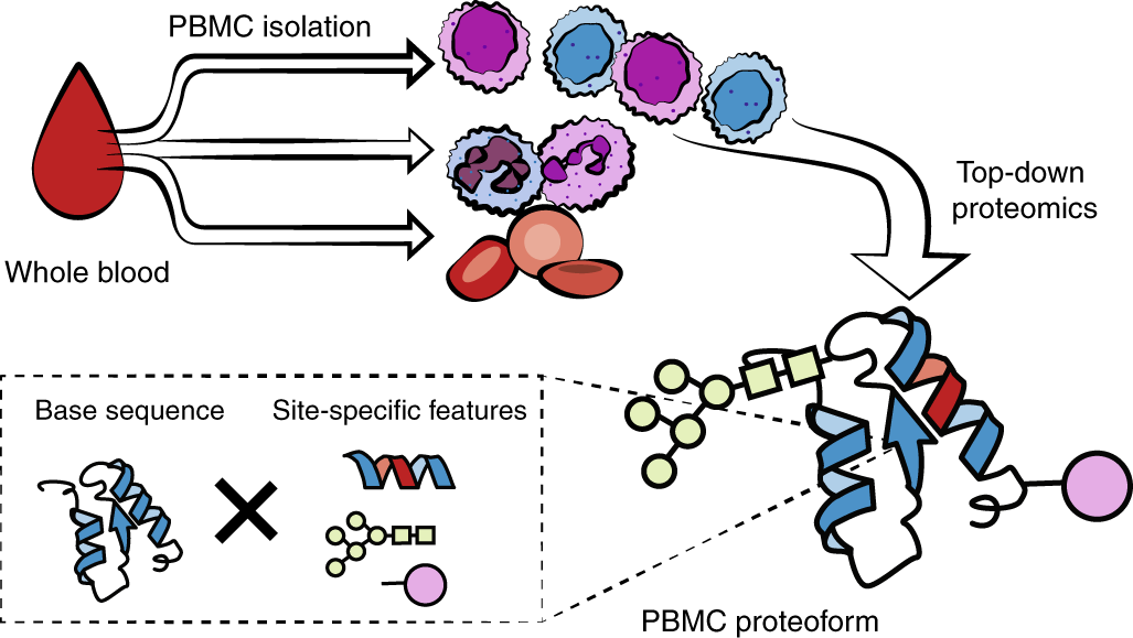 A comprehensive pipeline for translational top-down proteomics from a  single blood draw | Nature Protocols