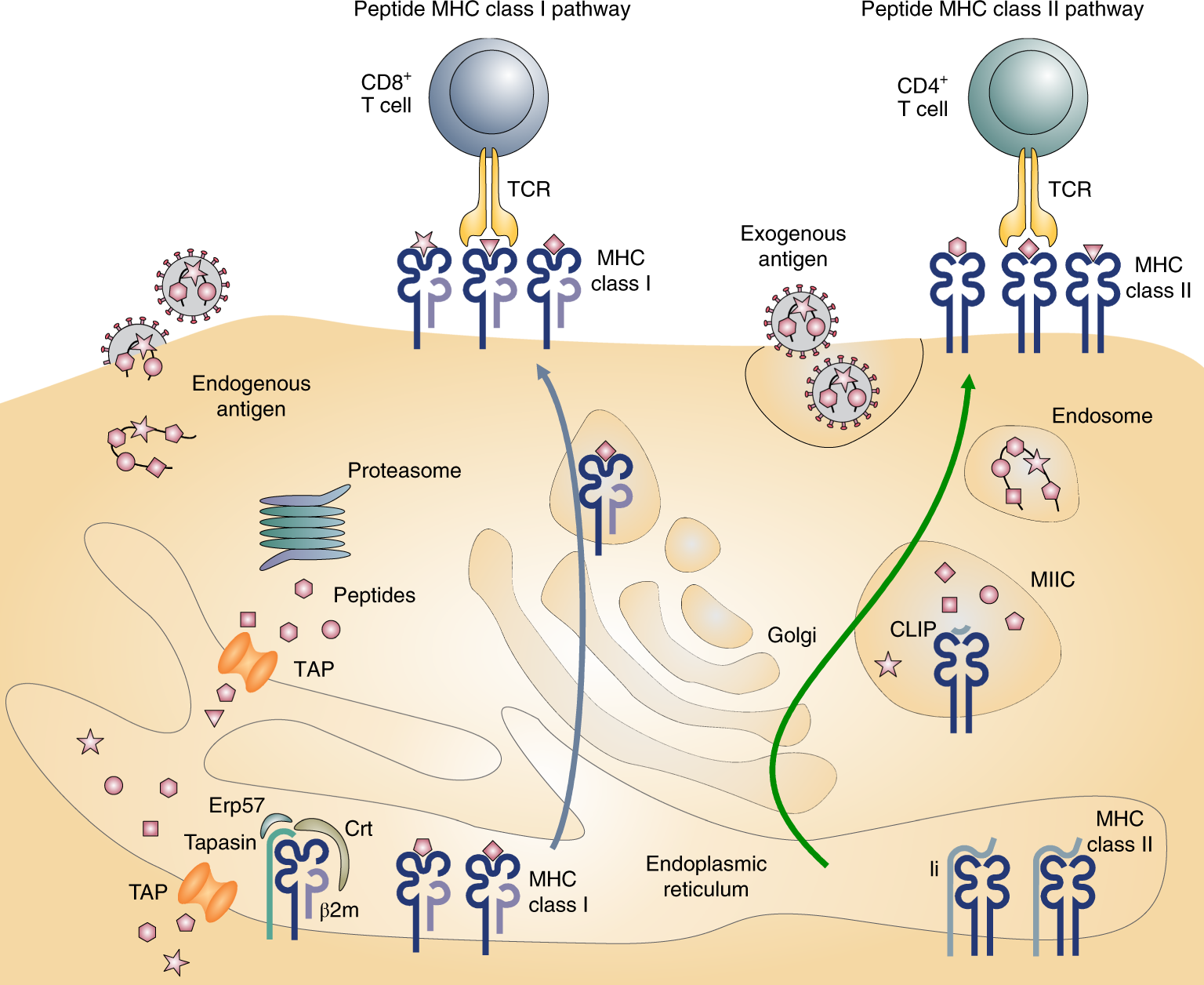 Dynamic interactome of the MHC I peptide loading complex in human