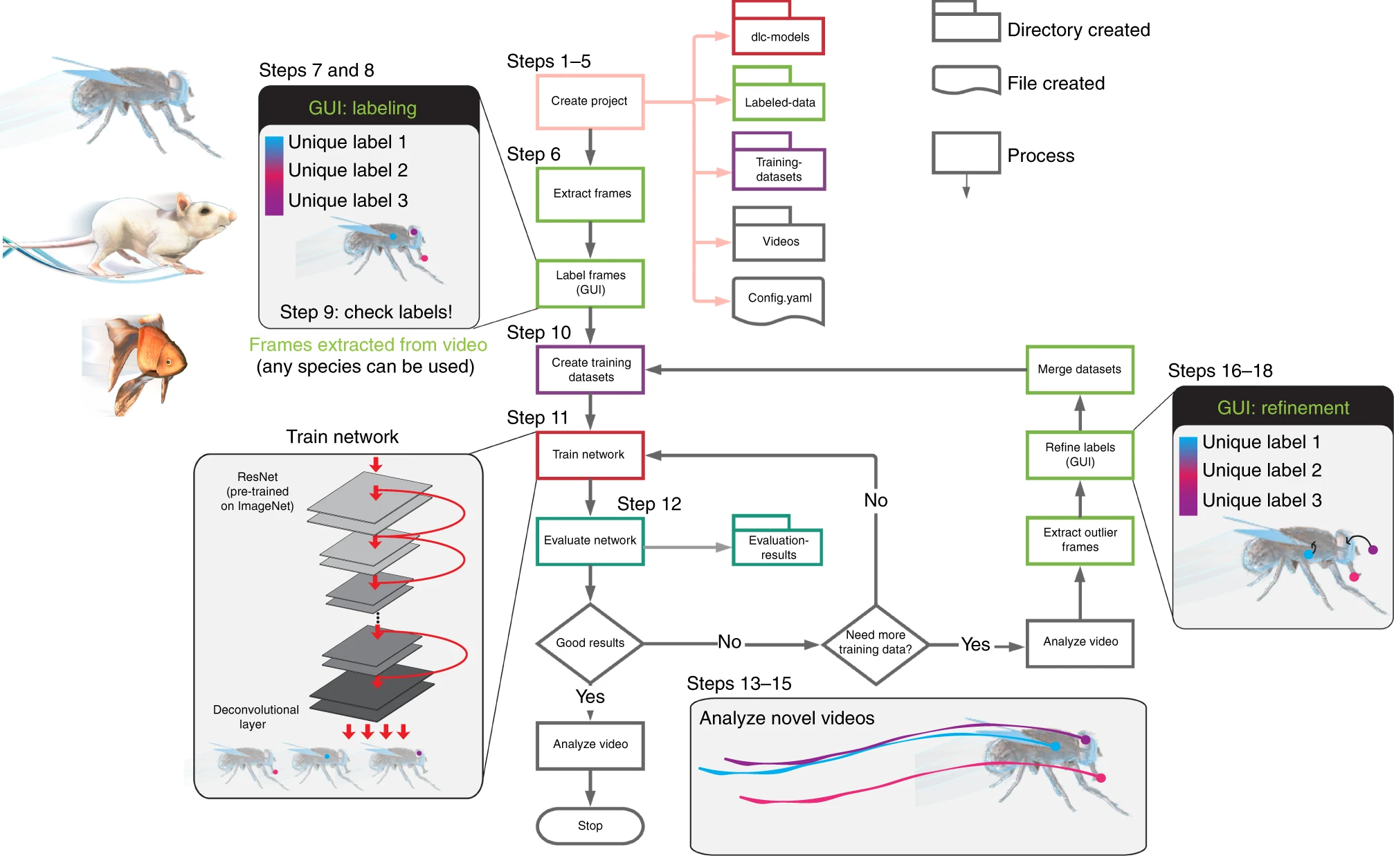 The diagram delineates the workflow, as well as the directory and file structures. The process of the workflow is color coded to represent the locations of the output of each step or section. The main steps are opening a Python session, importing DeepLabCut, creating a project, selecting frames, labeling frames, and training a network. Once trained, this network can be used to apply labels to new videos, or the network can be refined if needed. The process is fueled by interactive graphical user interfaces (GUIs) at several key steps.