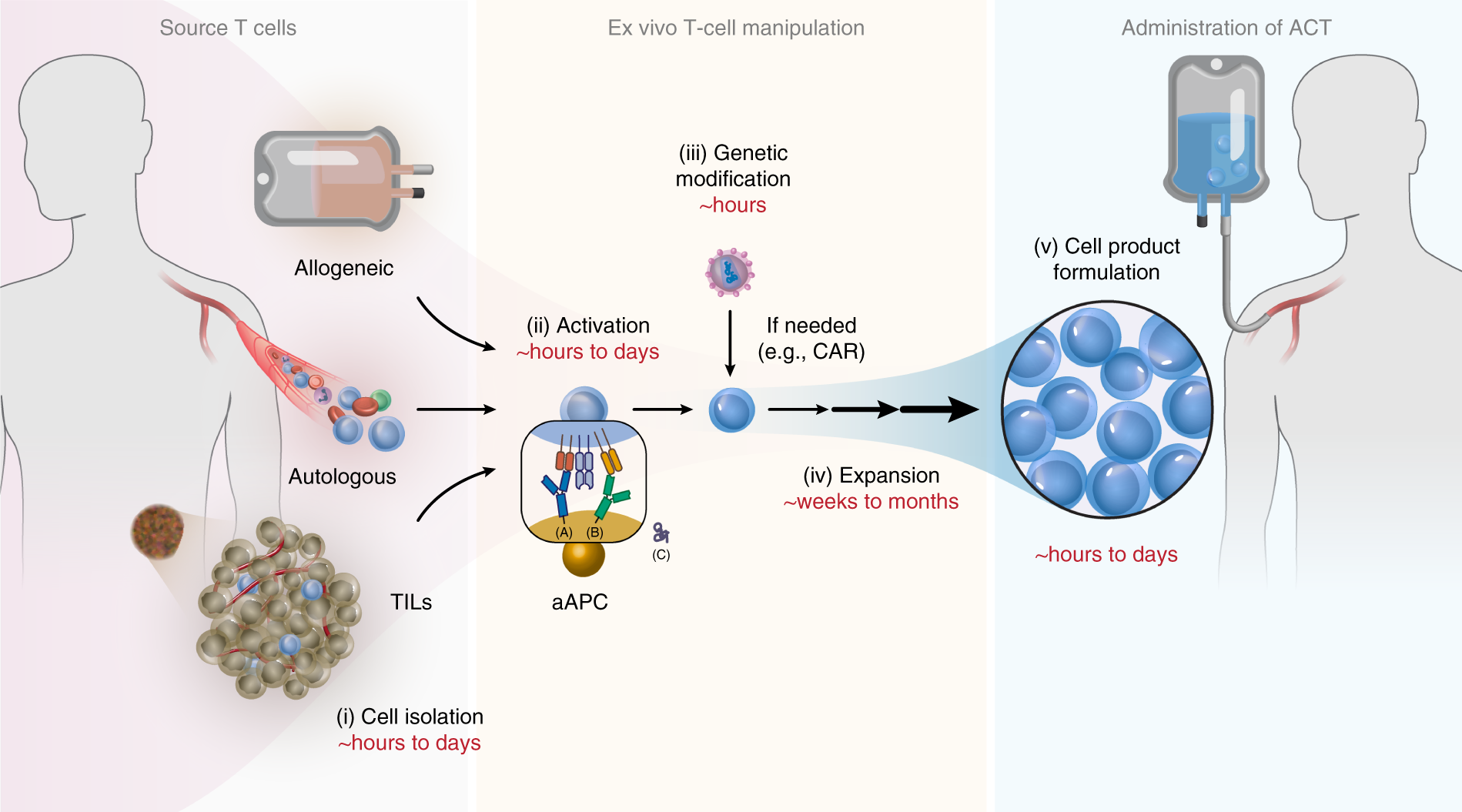 Pan T Cell Isolation Kit, human, T cells, MicroBeads and Isolation Kits, Cell separation reagents, MACS Cell Separation, Products and services