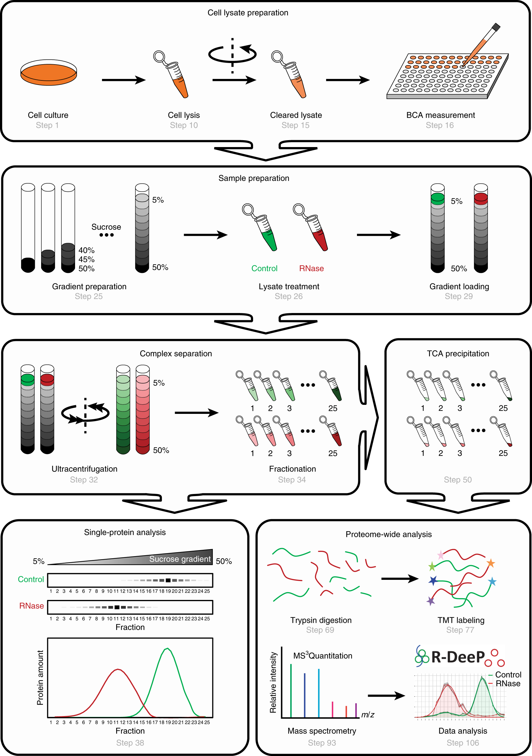 Identification, quantification and bioinformatic analysis of RNA-dependent  proteins by RNase treatment and density gradient ultracentrifugation using  R-DeeP Nature Protocols
