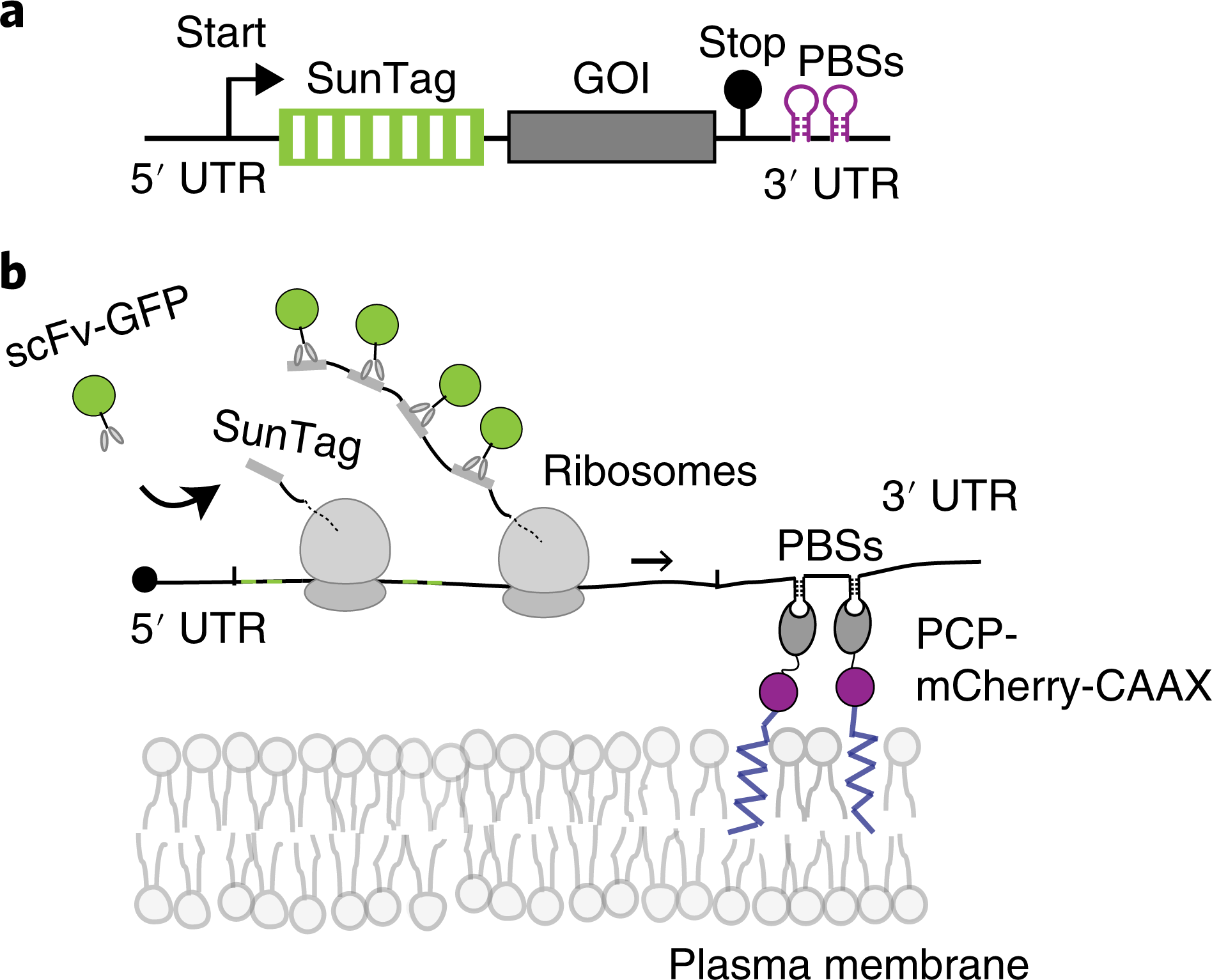 File:Anamnese und Einwilligung mRNA.pdf - Wikimedia Commons