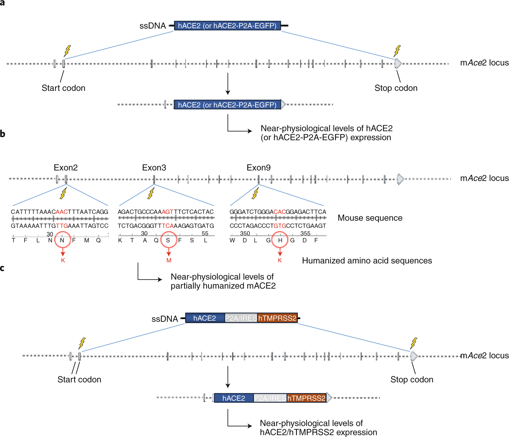 Genetically modified mouse models to help fight COVID-19 | Nature Protocols
