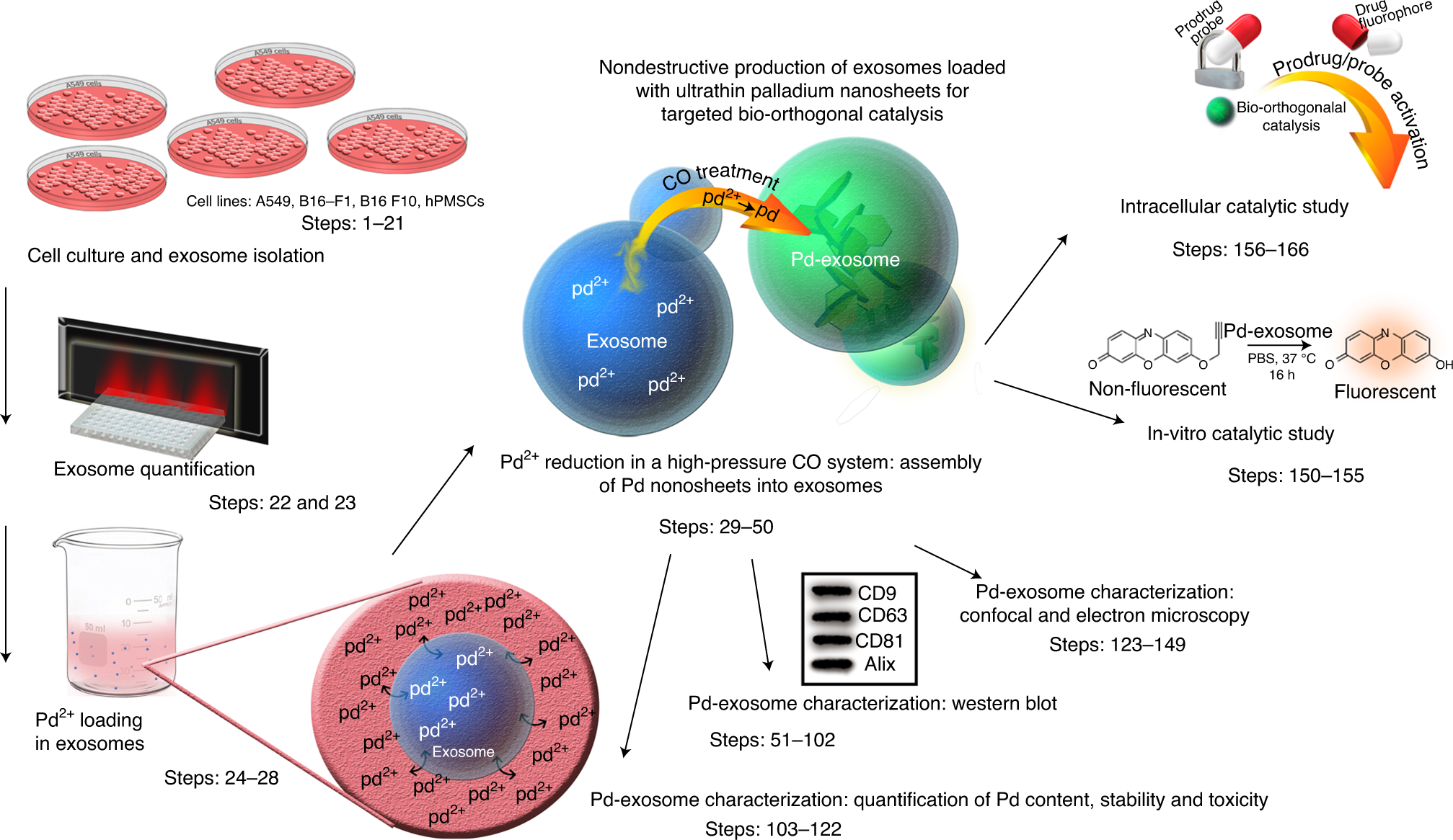 Nondestructive production of exosomes loaded with ultrathin palladium  nanosheets for targeted bio-orthogonal catalysis | Nature Protocols