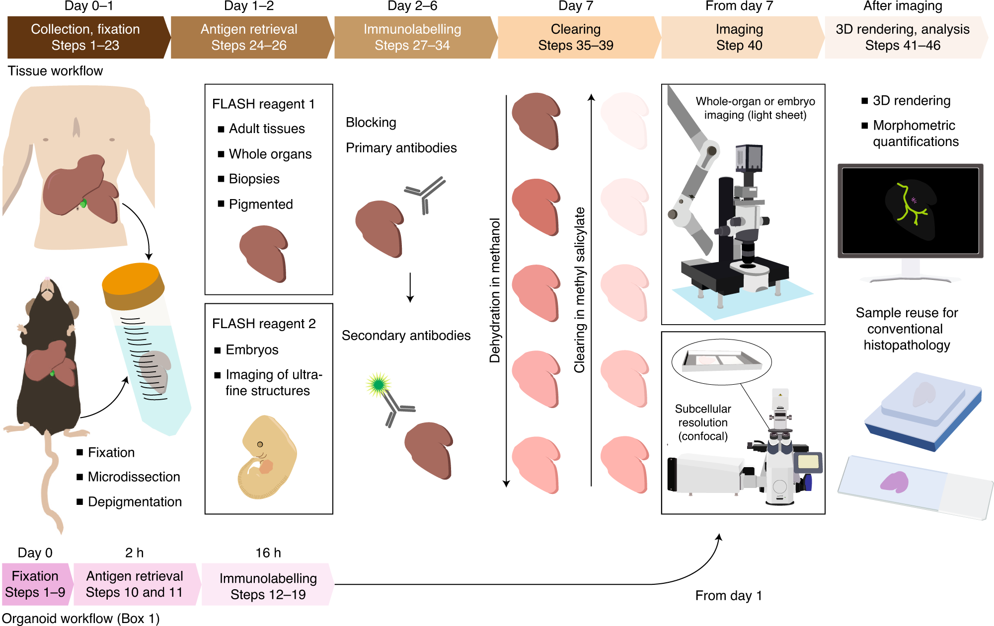 Antigen retrieval and clearing for whole-organ immunofluorescence by FLASH Nature Protocols photo picture