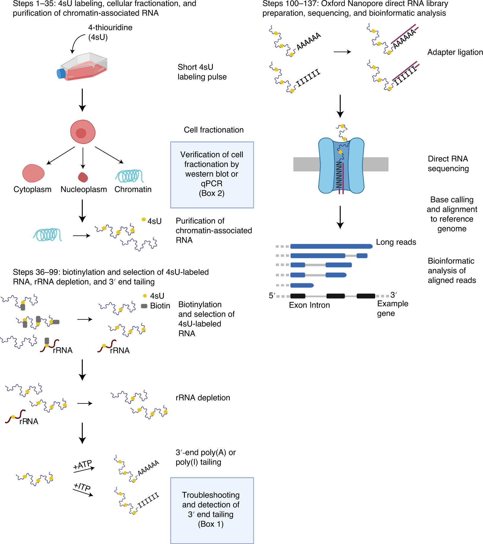 Revealing nascent RNA processing dynamics with nano-COP | Nature Protocols