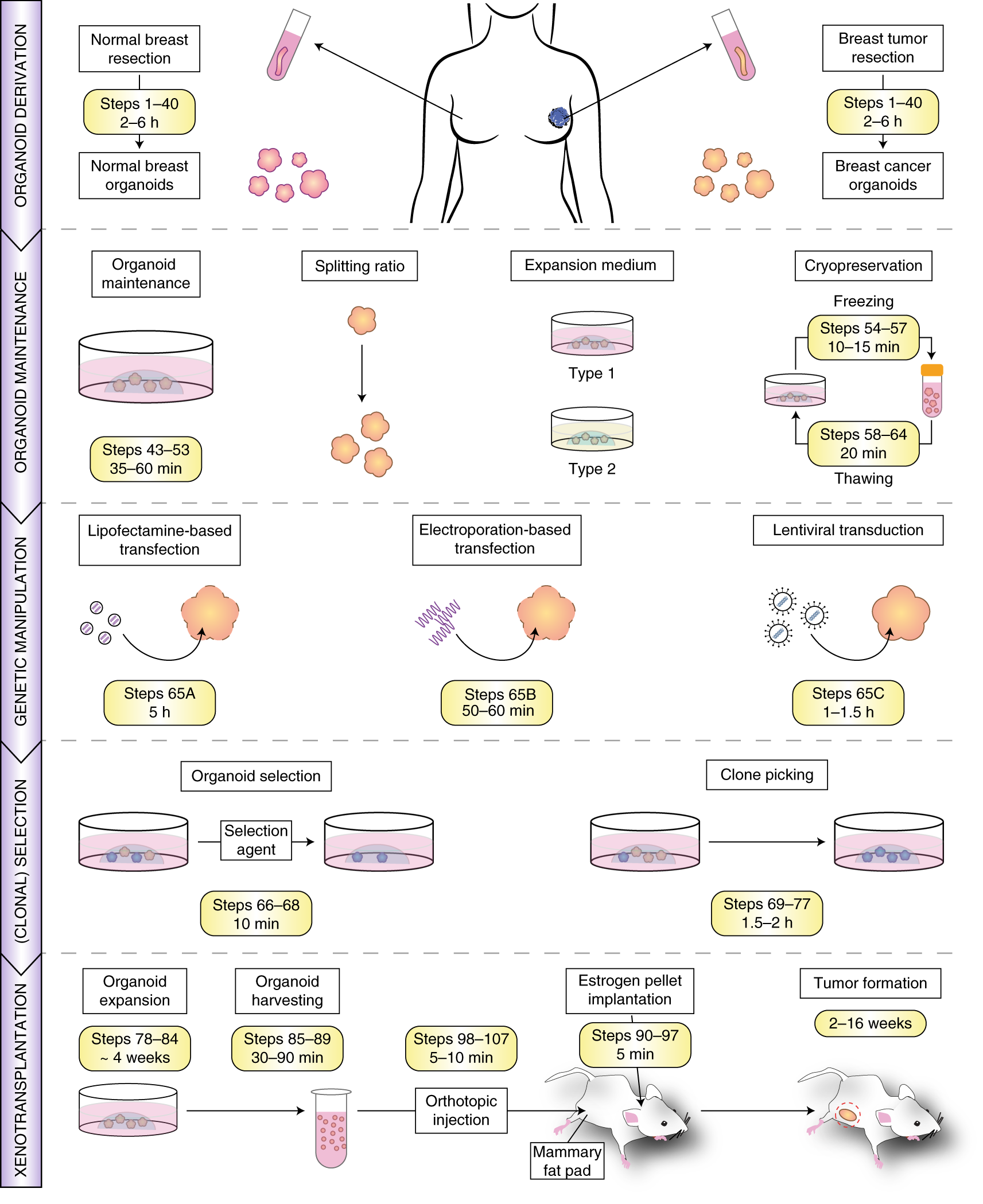 Long-term culture, genetic manipulation and xenotransplantation of human  normal and breast cancer organoids