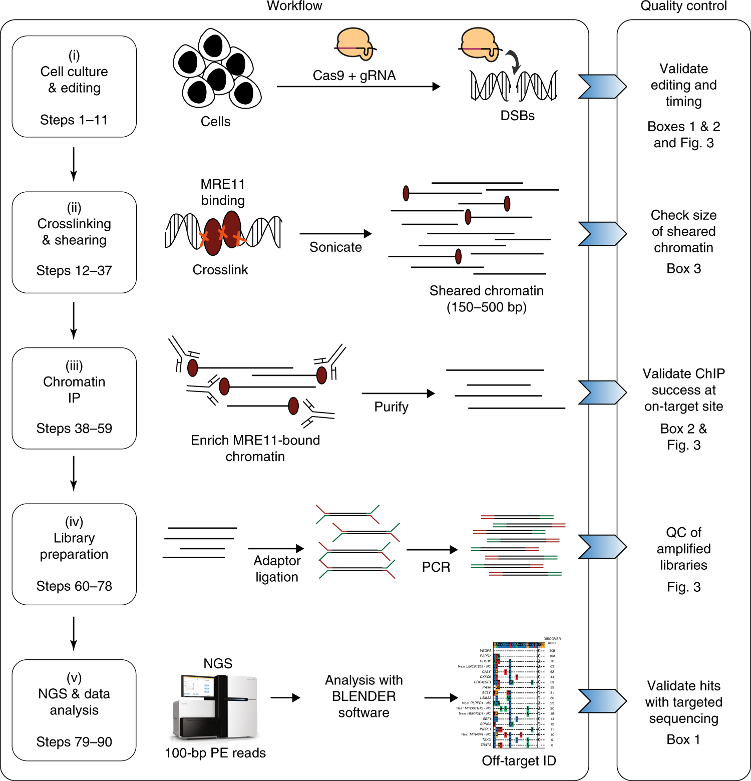 CRISPR off-target detection with DISCOVER-seq | Nature Protocols