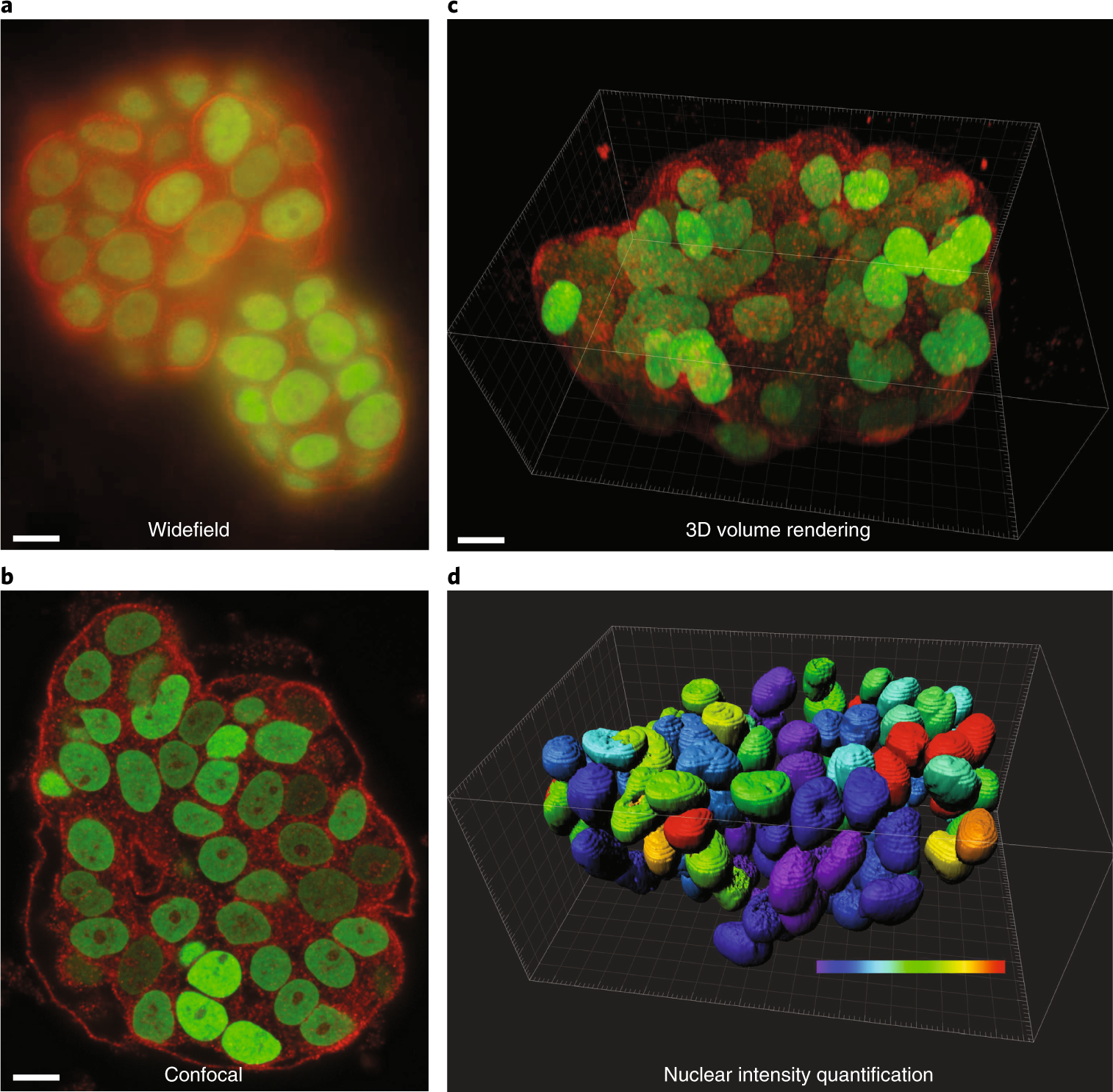 Tutorial: guidance for quantitative confocal microscopy | Nature Protocols