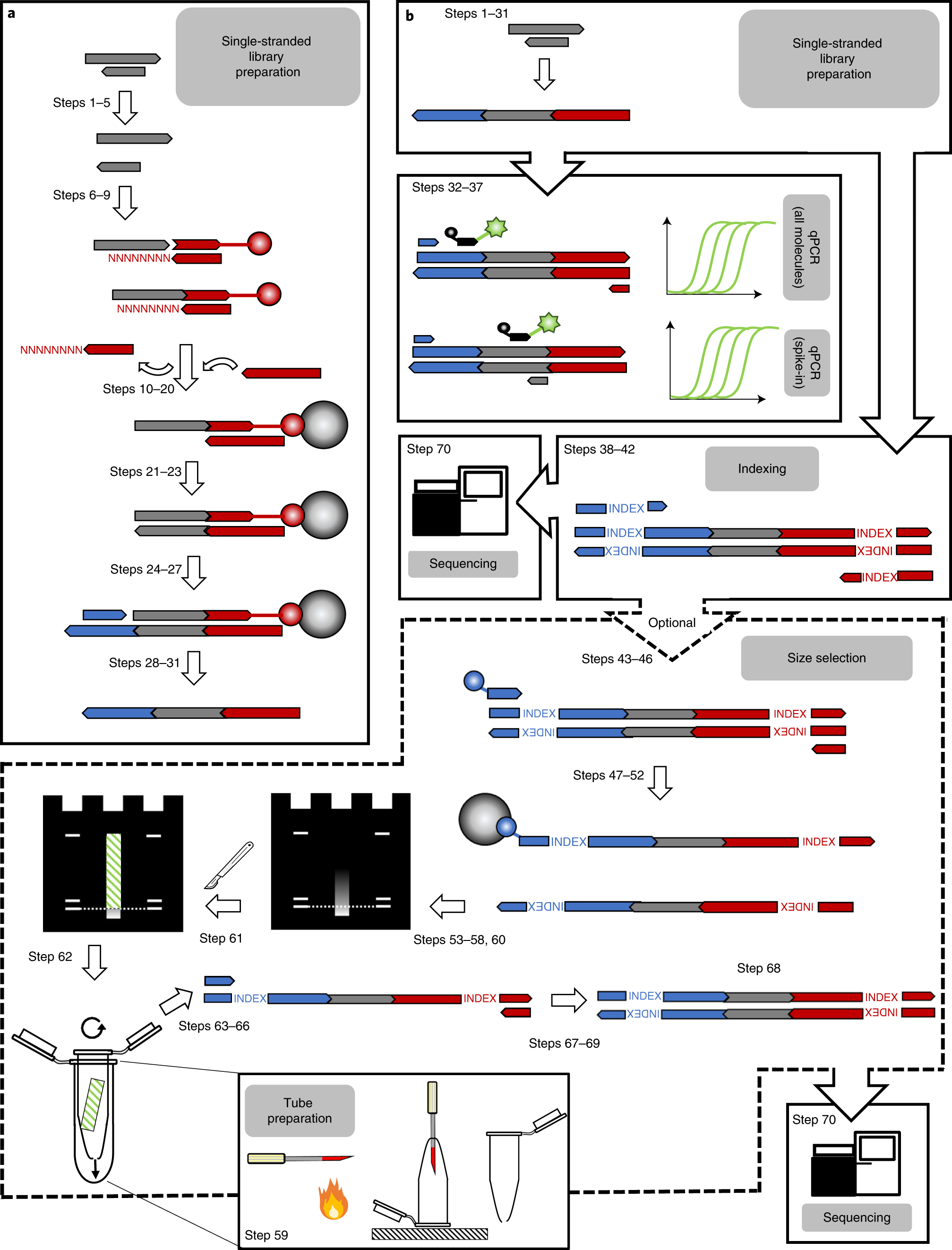 Manual and automated preparation of single-stranded DNA libraries for the  sequencing of DNA from ancient biological remains and other sources of  highly degraded DNA | Nature Protocols