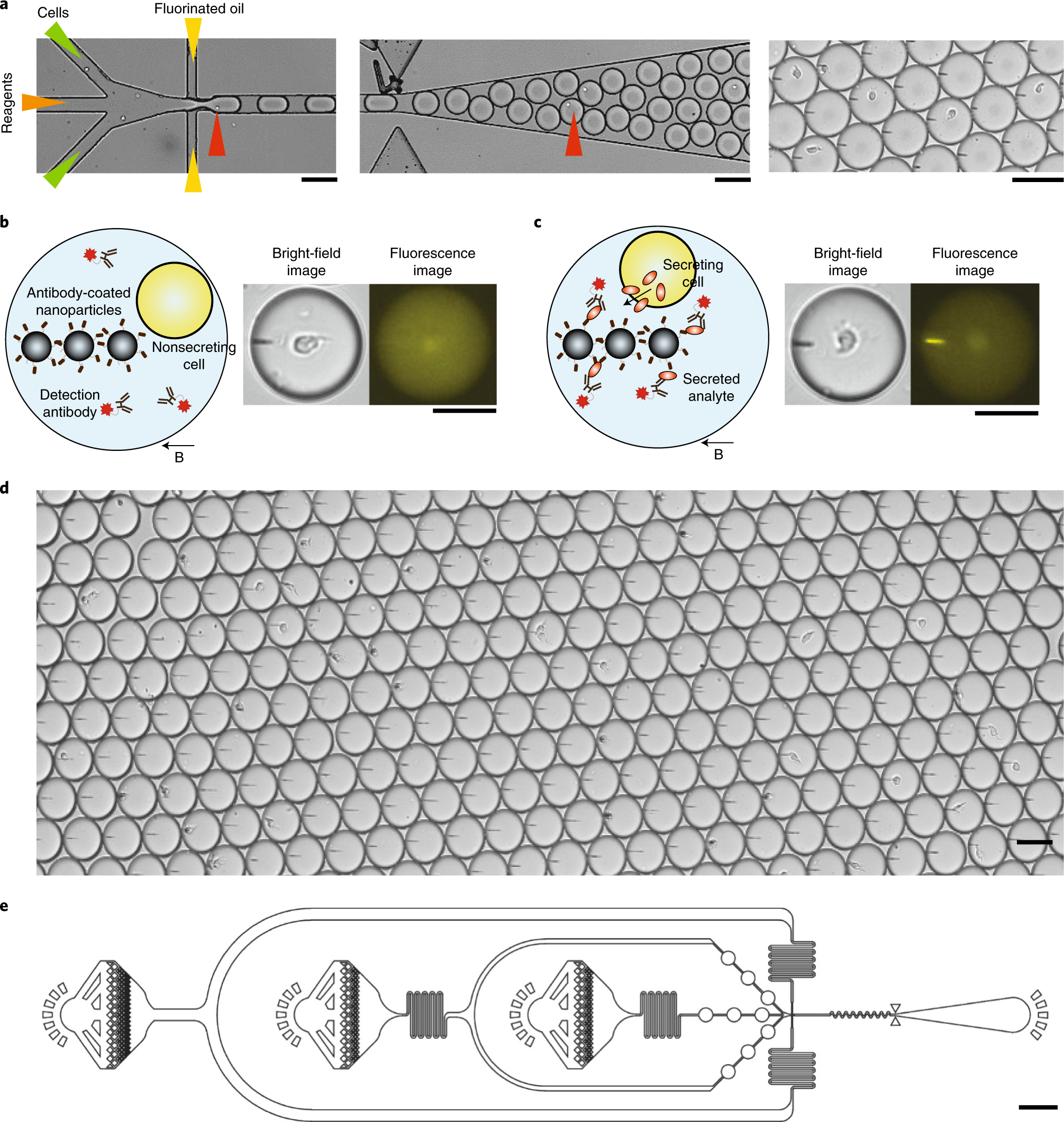 IAG  Strategic Imaging for Accelerated Drug Development