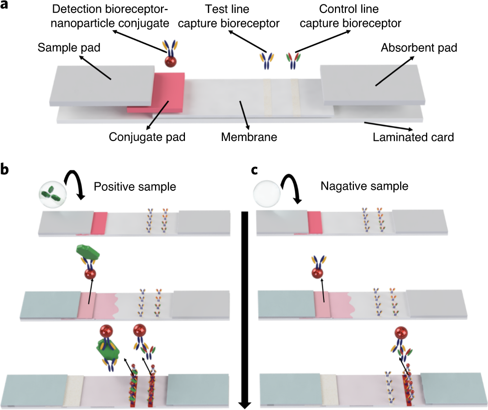 https://media.springernature.com/full/springer-static/image/art%3A10.1038%2Fs41596-020-0357-x/MediaObjects/41596_2020_357_Fig1_HTML.png