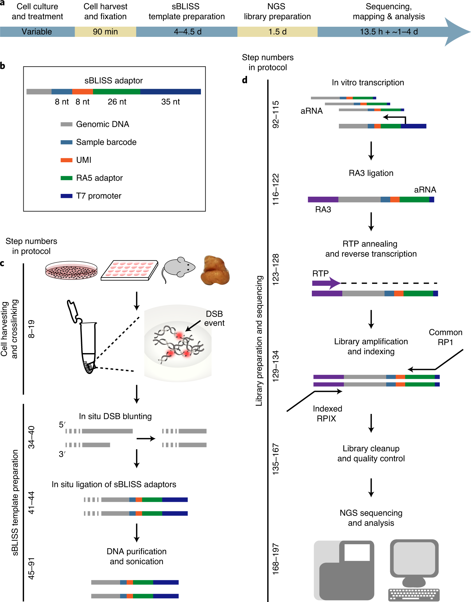 Genome Wide Detection Of Dna Double Strand Breaks By In Suspension Bliss Nature Protocols