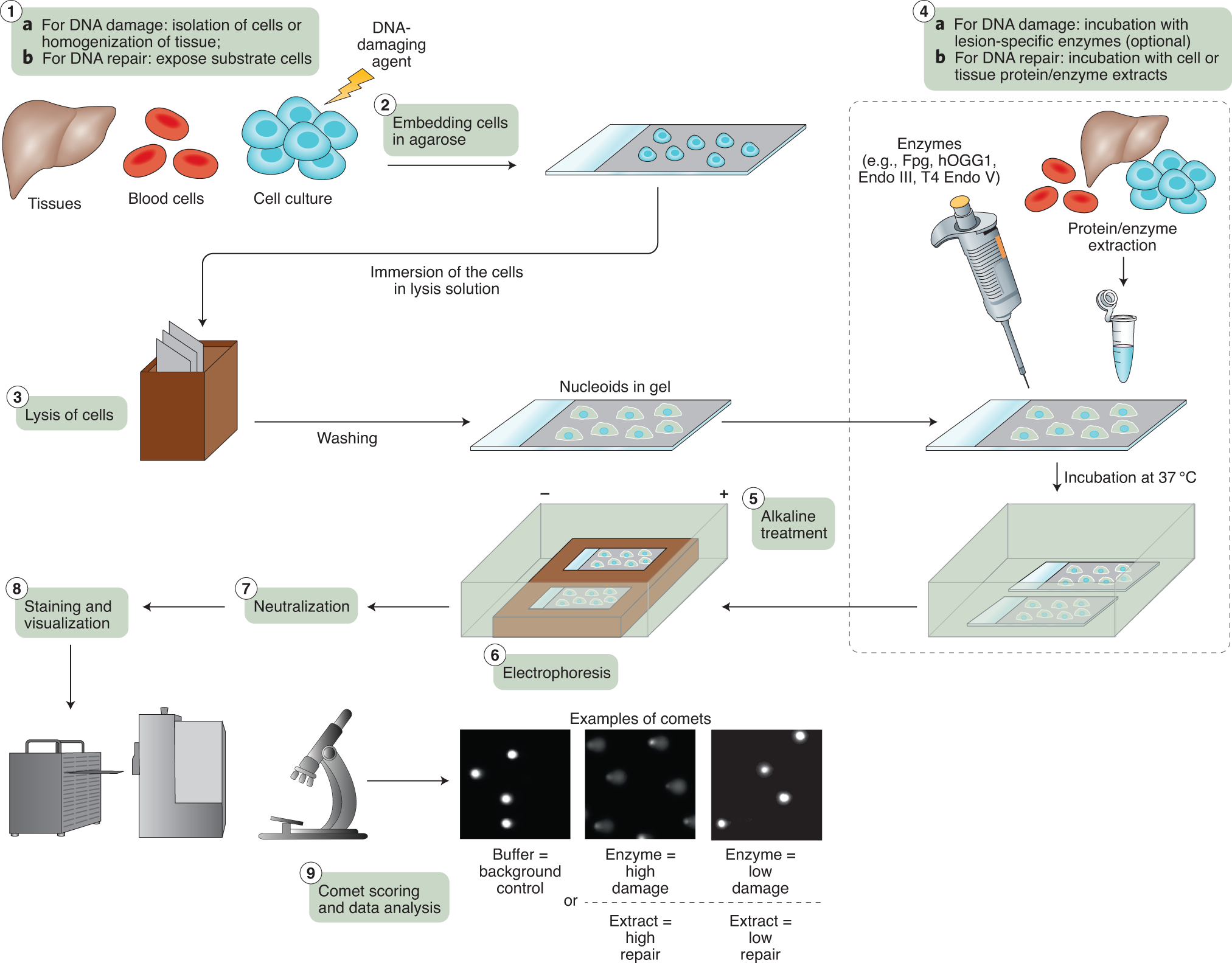 Minimum Information for Reporting on the Comet Assay (MIRCA):  recommendations for describing comet assay procedures and results | Nature  Protocols