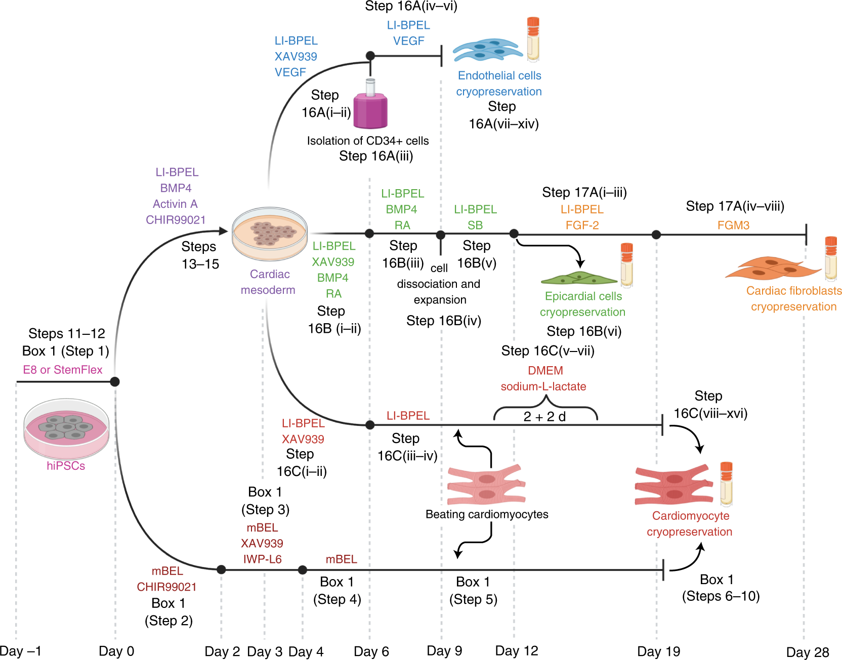 Generation, functional analysis and applications of isogenic three-dimensional self-aggregating cardiac microtissues from human pluripotent stem cells Nature Protocols photo