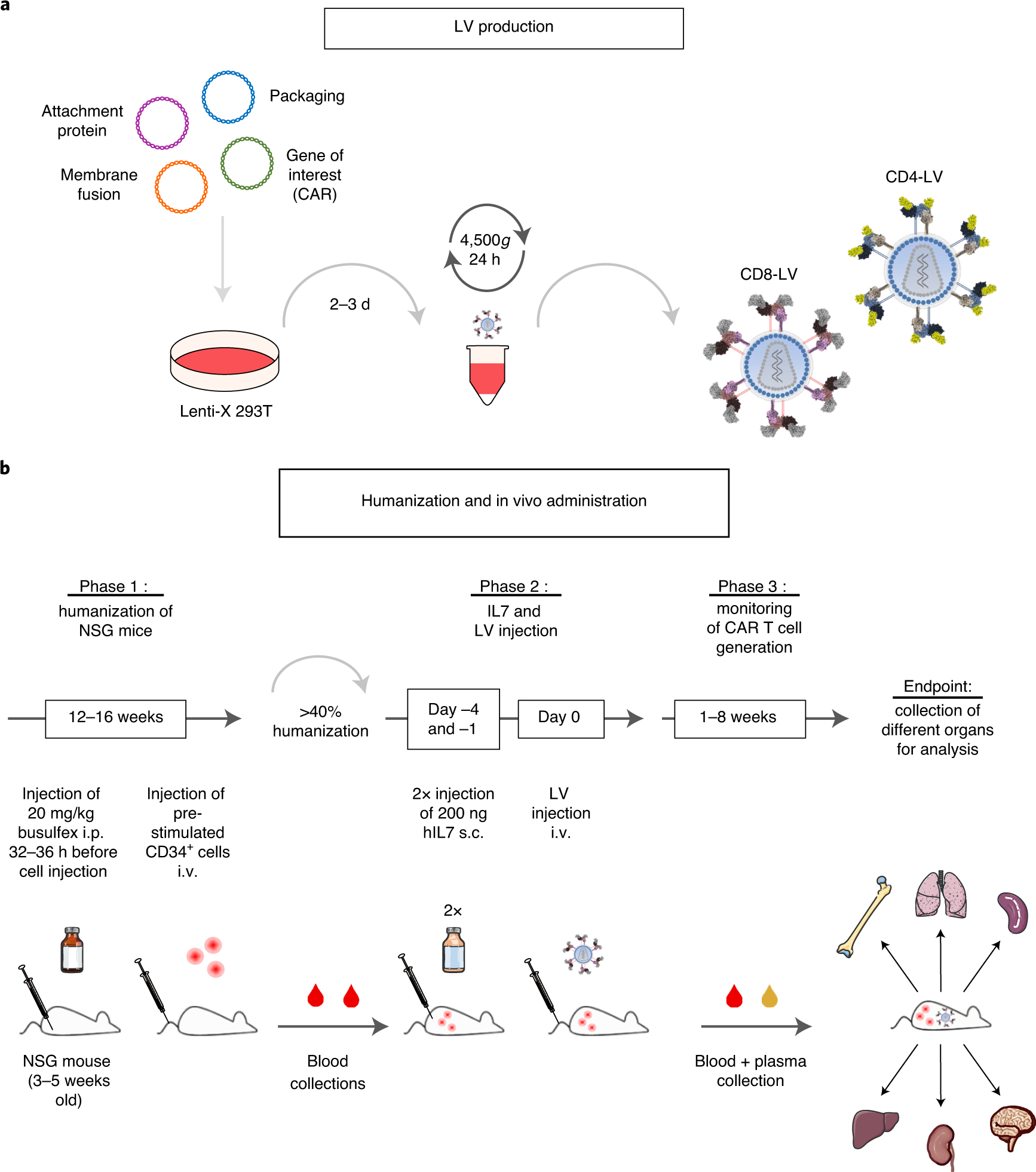 Genetic In Vivo Engineering Of Human T Lymphocytes In Mouse Models Nature Protocols Genetic In Vivo Engineering Of Human T Lymphocytes In Mouse Models Nature Protocols