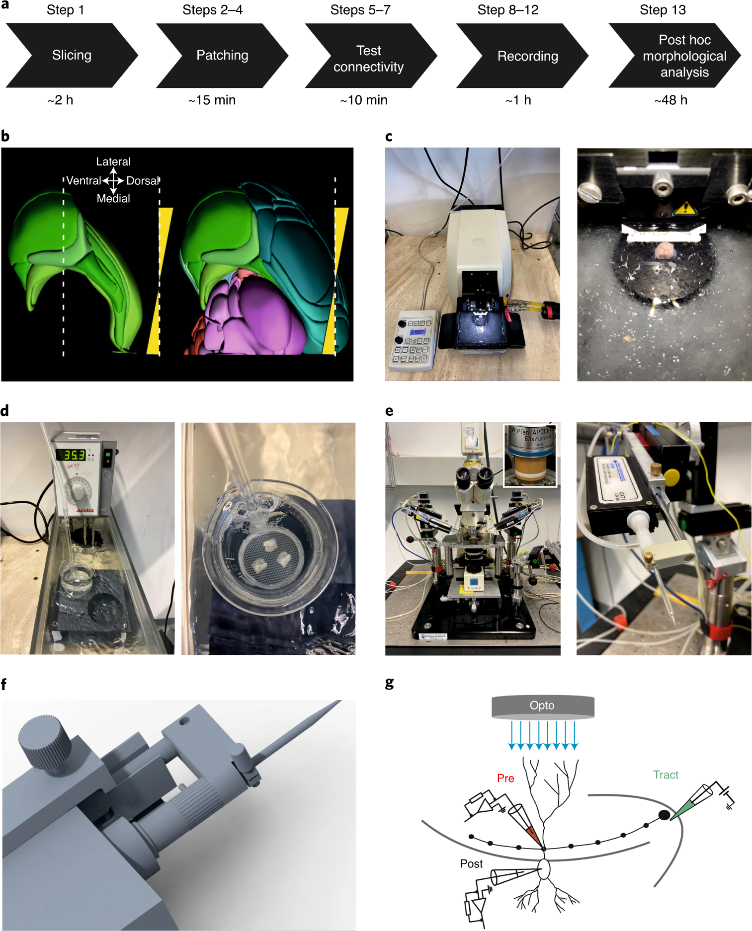 Subcellular patch-clamp techniques for single-bouton stimulation and  simultaneous pre- and postsynaptic recording at cortical synapses | Nature  Protocols