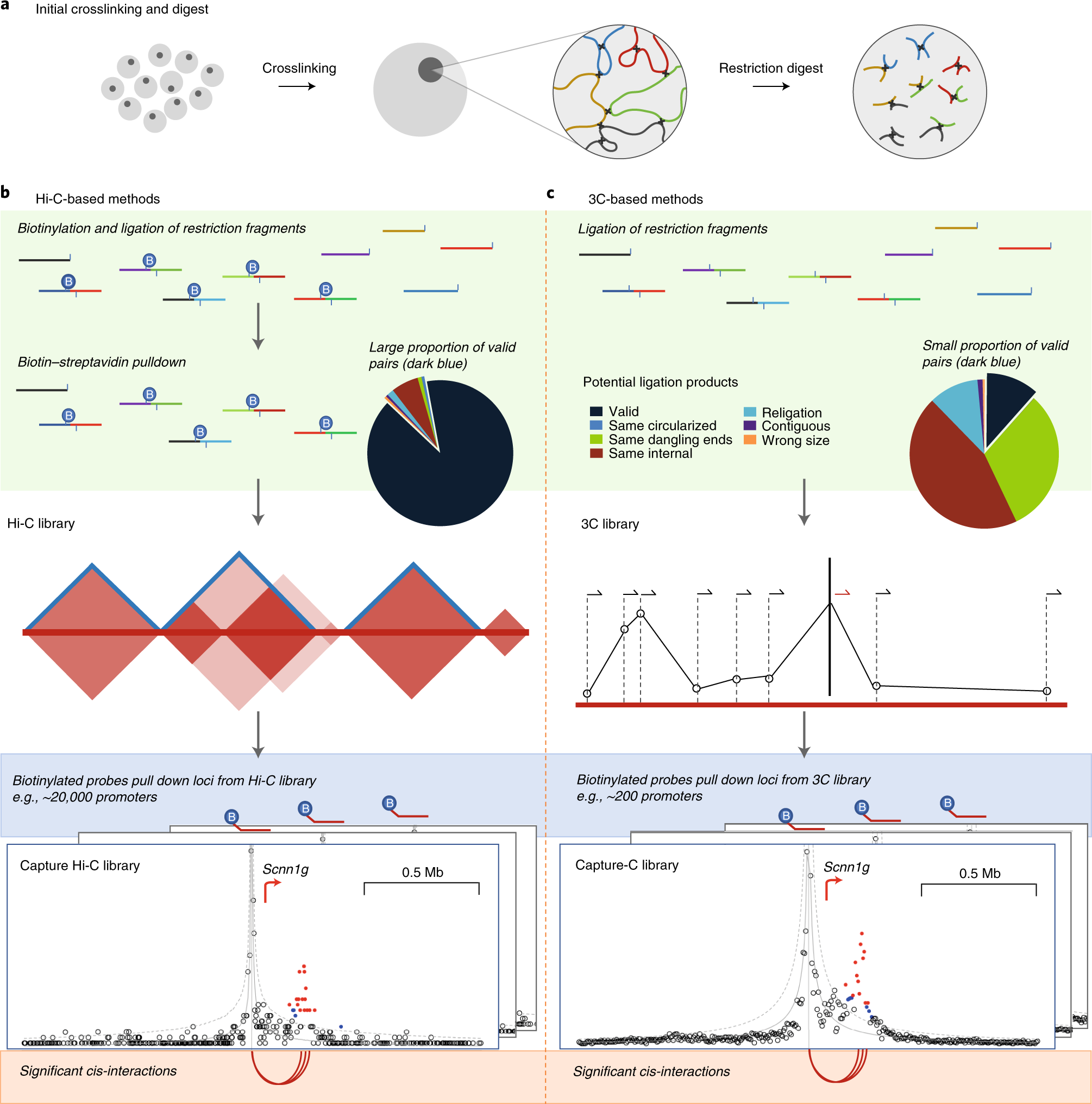 Detecting Chromosomal Interactions In Capture Hi C Data With Chicago And Companion Tools Nature Protocols