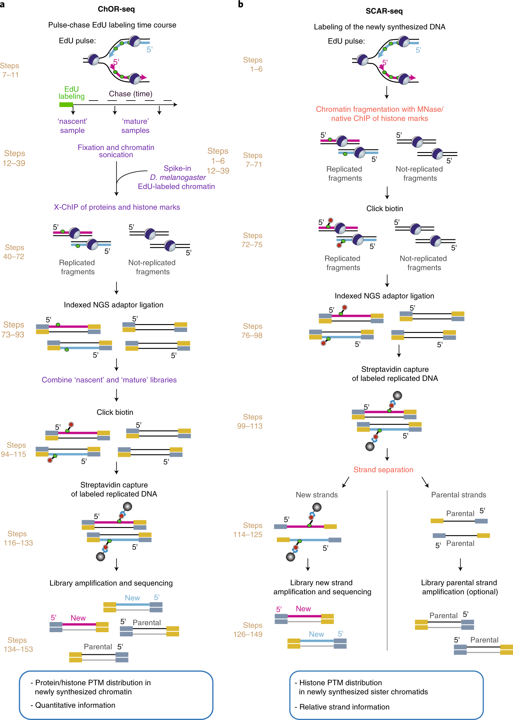 Genome Wide And Sister Chromatid Resolved Profiling Of Protein Occupancy In Replicated Chromatin With Chor Seq And Scar Seq Nature Protocols