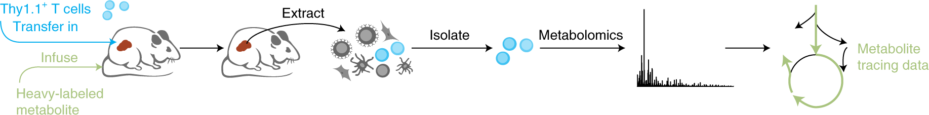Interrogating in vivo T-cell metabolism in mice using stable isotope  labeling metabolomics and rapid cell sorting | Nature Protocols