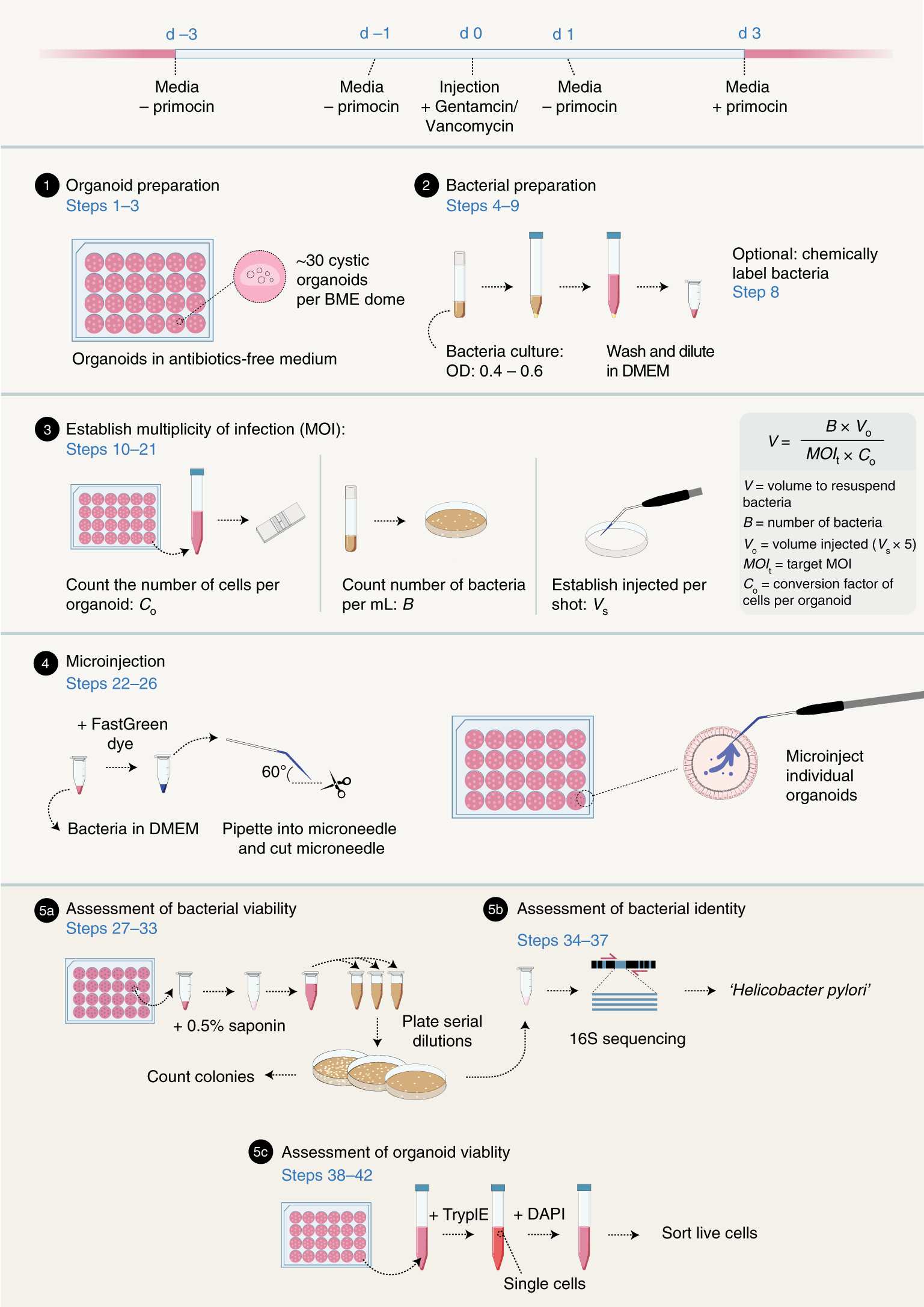Intestinal Organoid Cocultures With Microbes Nature Protocols