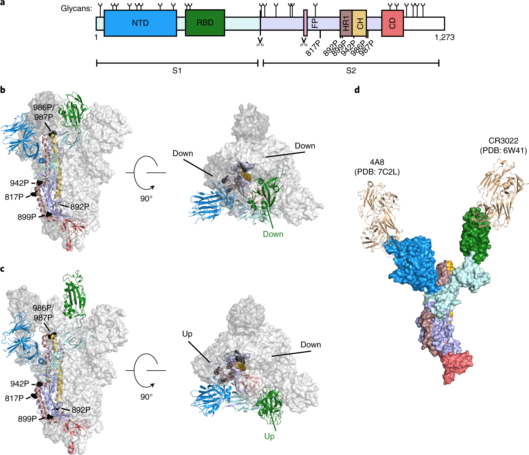 Expression and characterization of SARS-CoV-2 spike proteins | Nature  Protocols