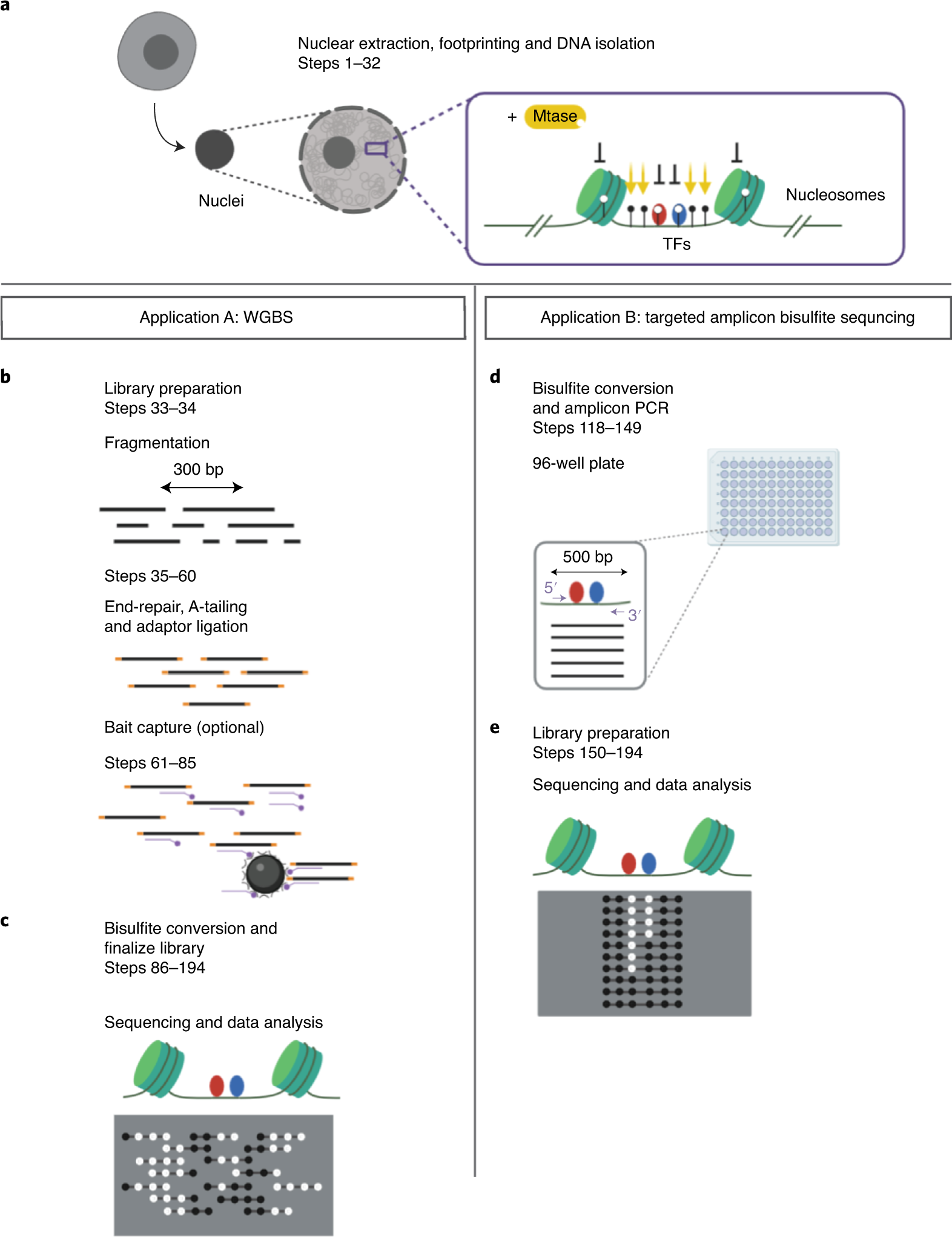 Genome-wide quantification of transcription factor binding at  single-DNA-molecule resolution using methyl-transferase footprinting |  Nature Protocols
