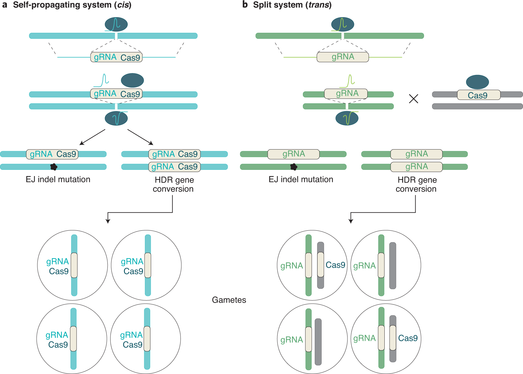 Applications of and considerations for using CRISPR–Cas9-mediated gene  conversion systems in rodents | Nature Protocols