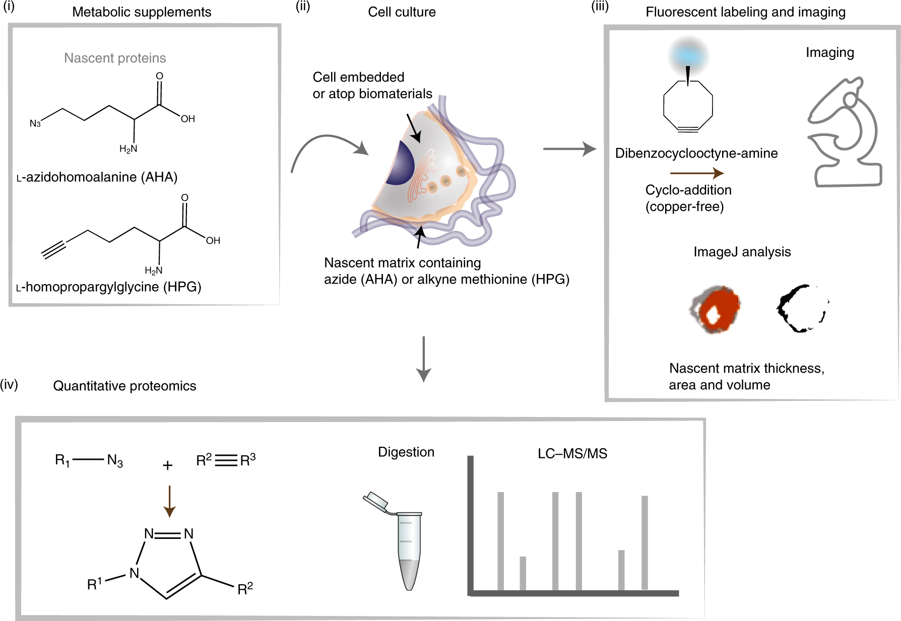 Metabolic labeling of secreted matrix to investigate cell–material  interactions in tissue engineering and mechanobiology | Nature Protocols