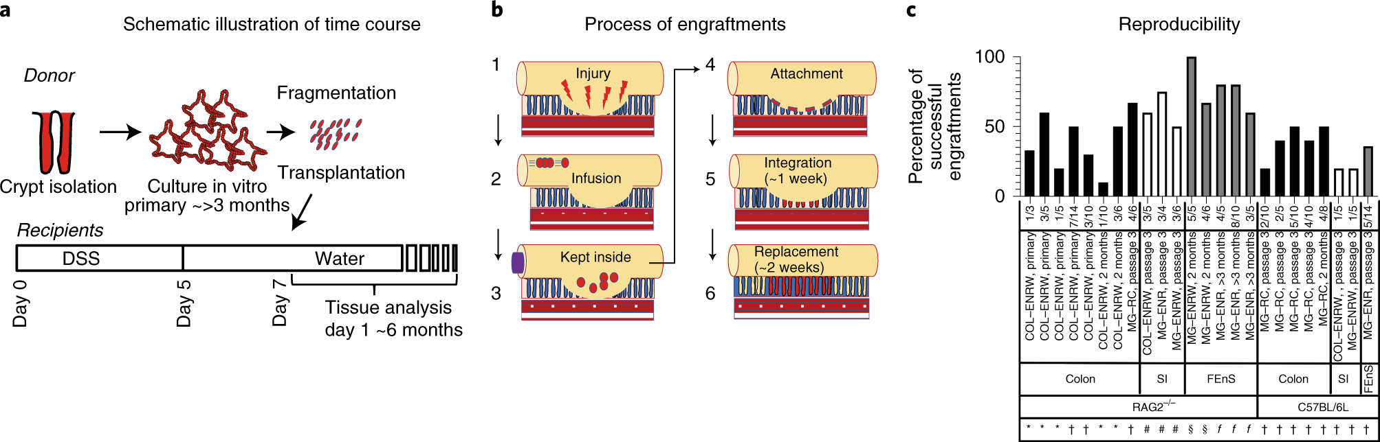 Transplantation of intestinal organoids into a mouse model of colitis |  Nature Protocols