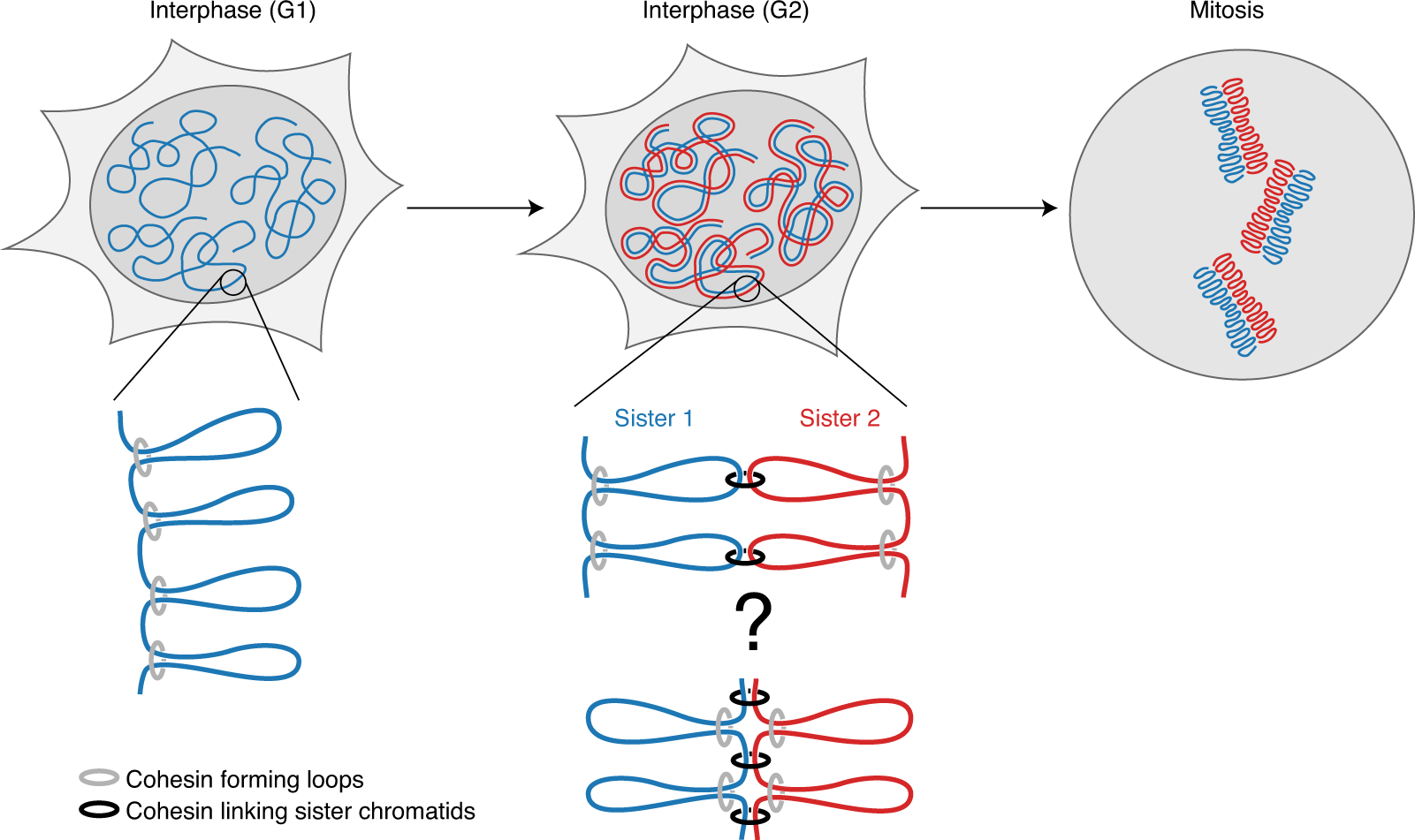 Sister Chromatid Sensitive Hi C To Map The Conformation Of Replicated Genomes Nature Protocols