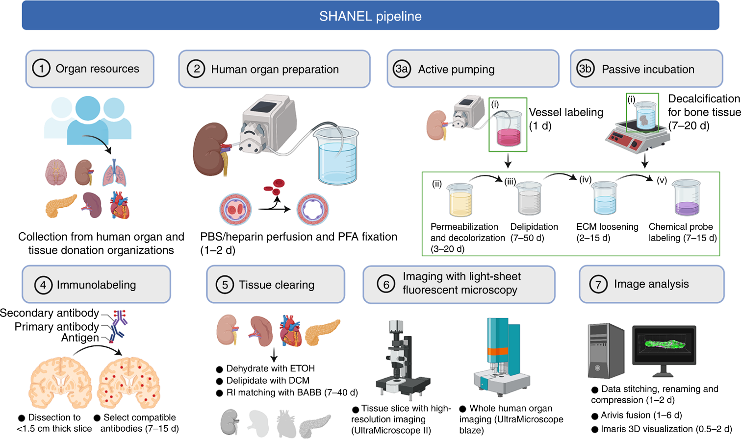 Scalable tissue labeling and clearing of intact human organs
