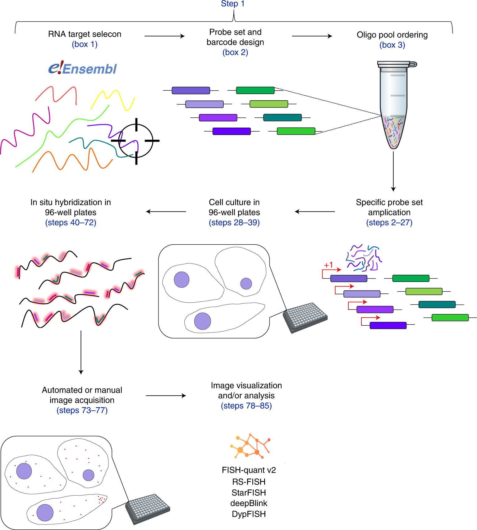 HT-smFISH: a cost-effective and flexible workflow for high-throughput  single-molecule RNA imaging | Nature Protocols