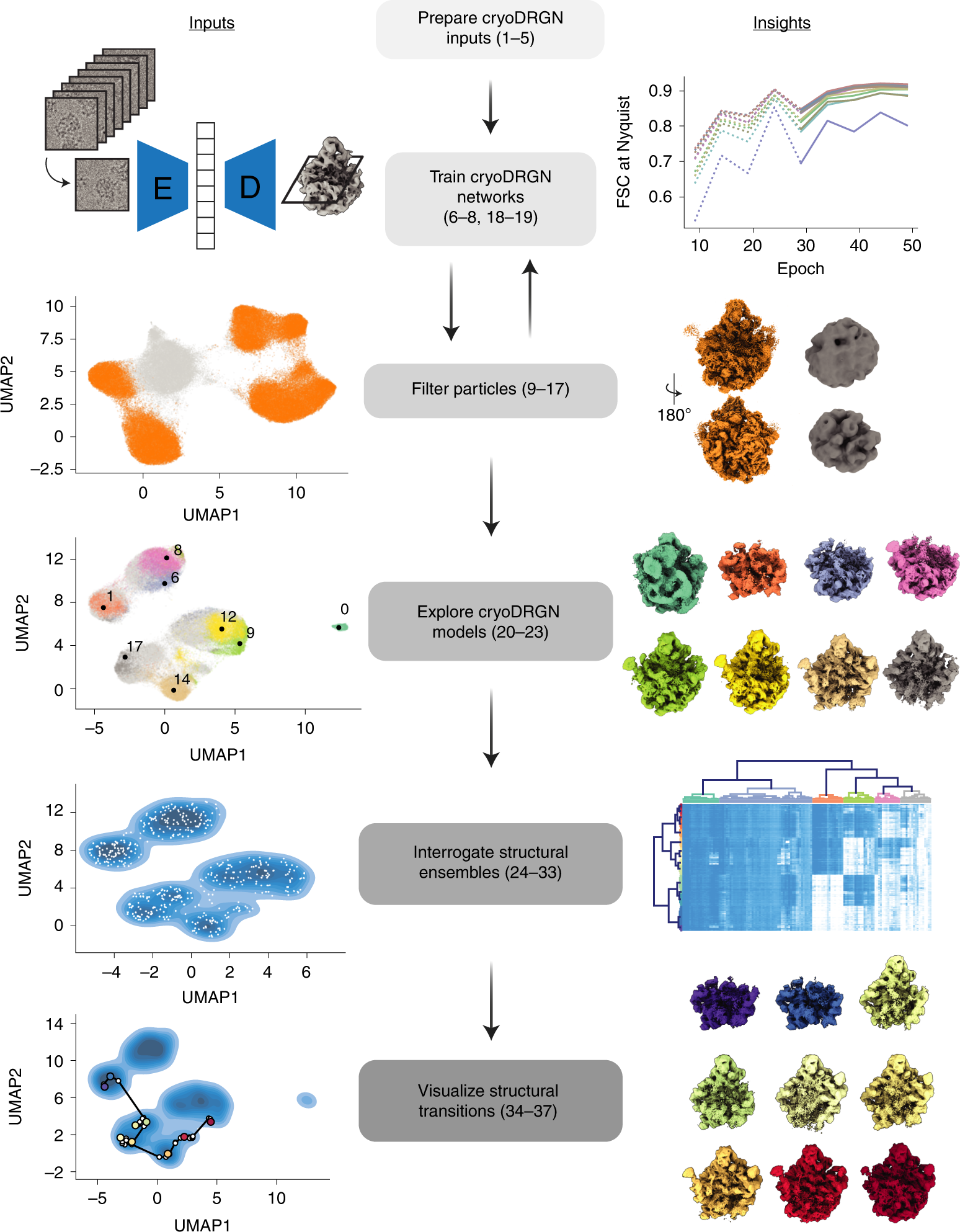 Uncovering structural ensembles from single-particle cryo-EM data using  cryoDRGN | Nature Protocols