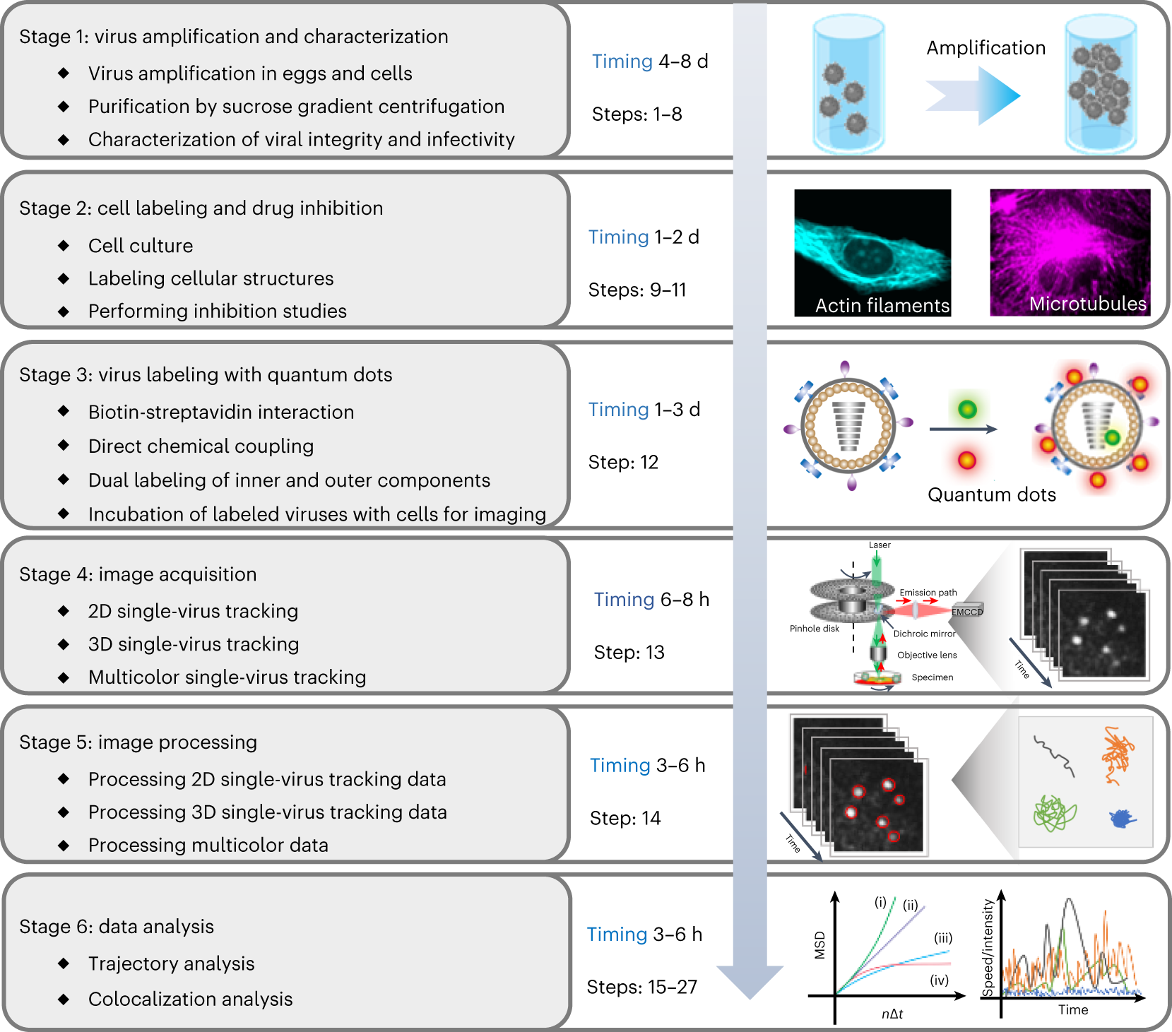 Studying Virus Replication with Fluorescence Microscopy