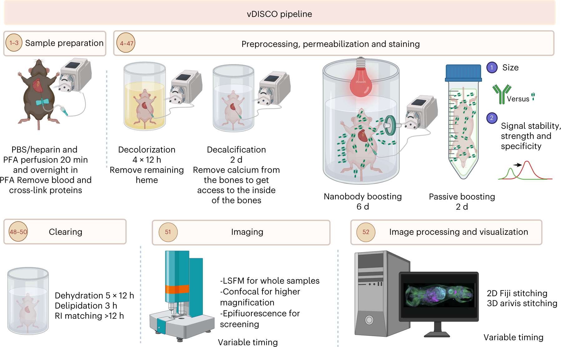Whole-mouse clearing and imaging at the cellular level with vDISCO