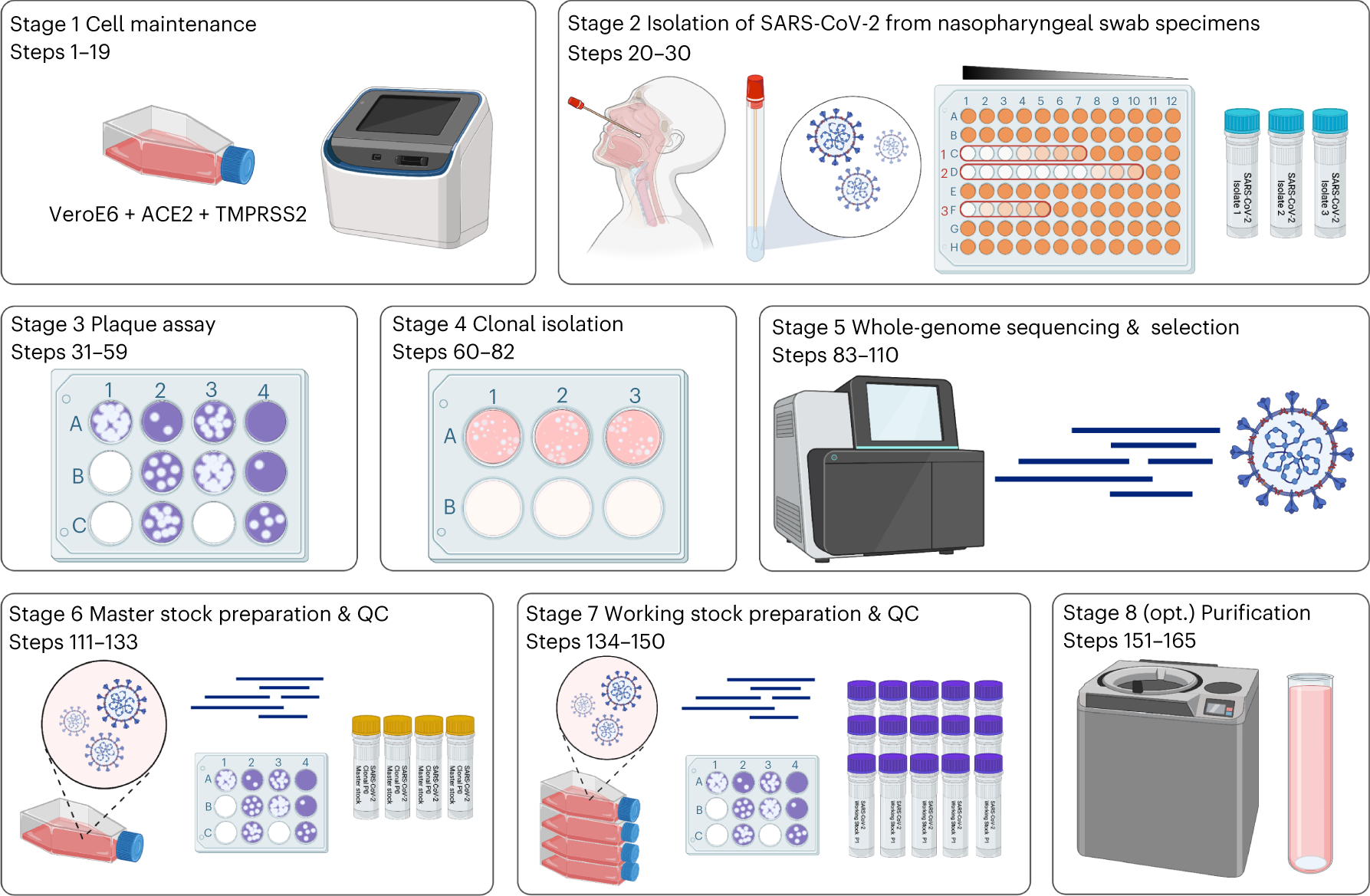 Generation of quality-controlled SARS-CoV-2 variant stocks | Nature Protocols generation-of-quality-controlled-sars-cov-2-variant-stocks-nature-protocols