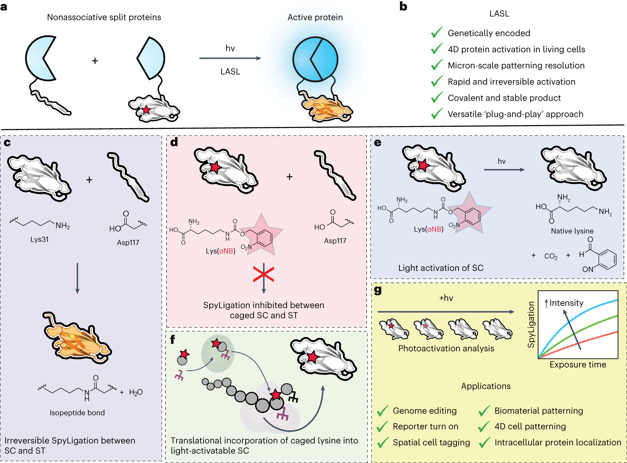 Irreversible light-activated SpyLigation mediates split-protein assembly in  4D | Nature Protocols