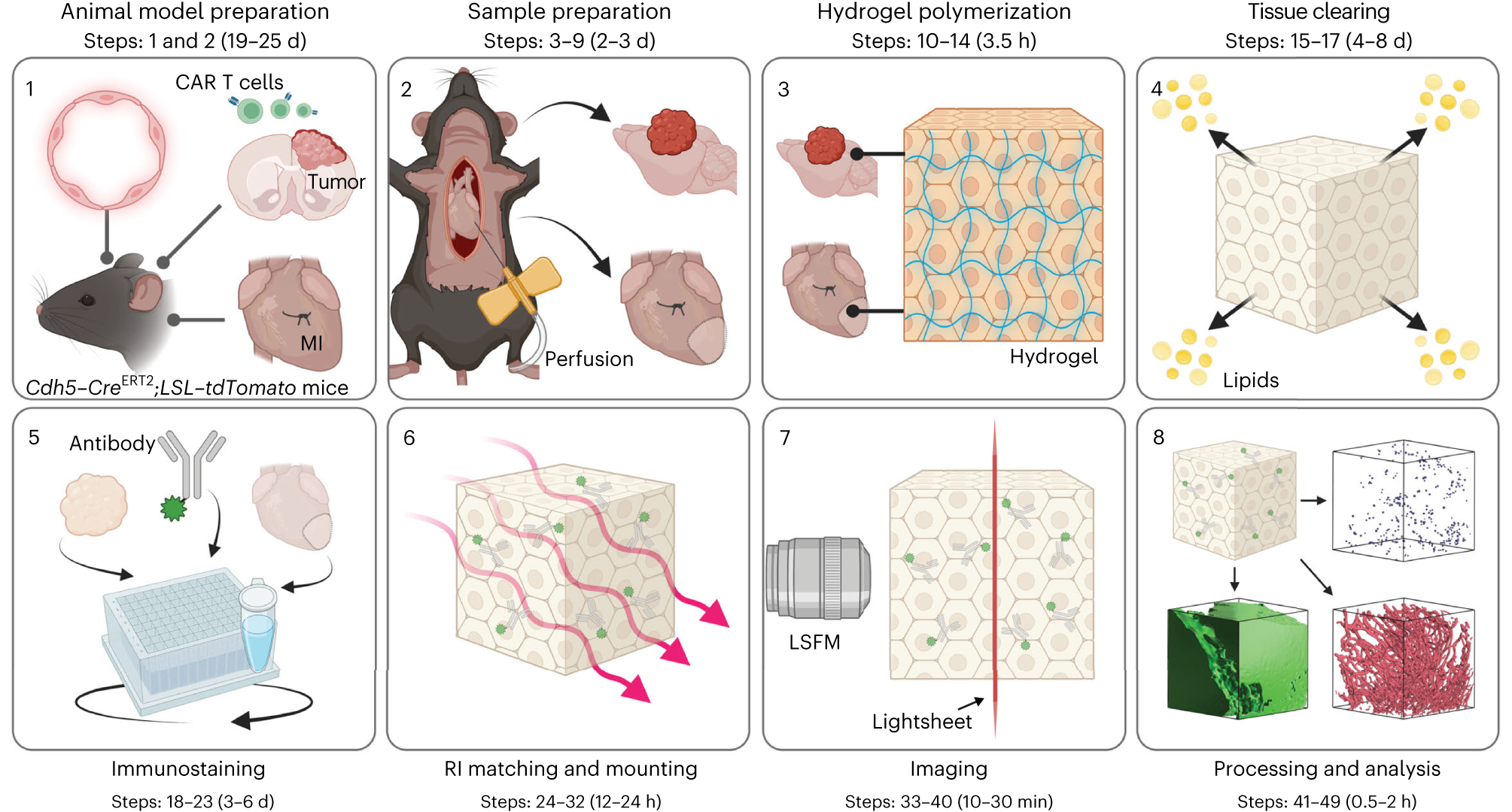 Spatial analysis of tissue immunity and vascularity by light sheet  fluorescence microscopy