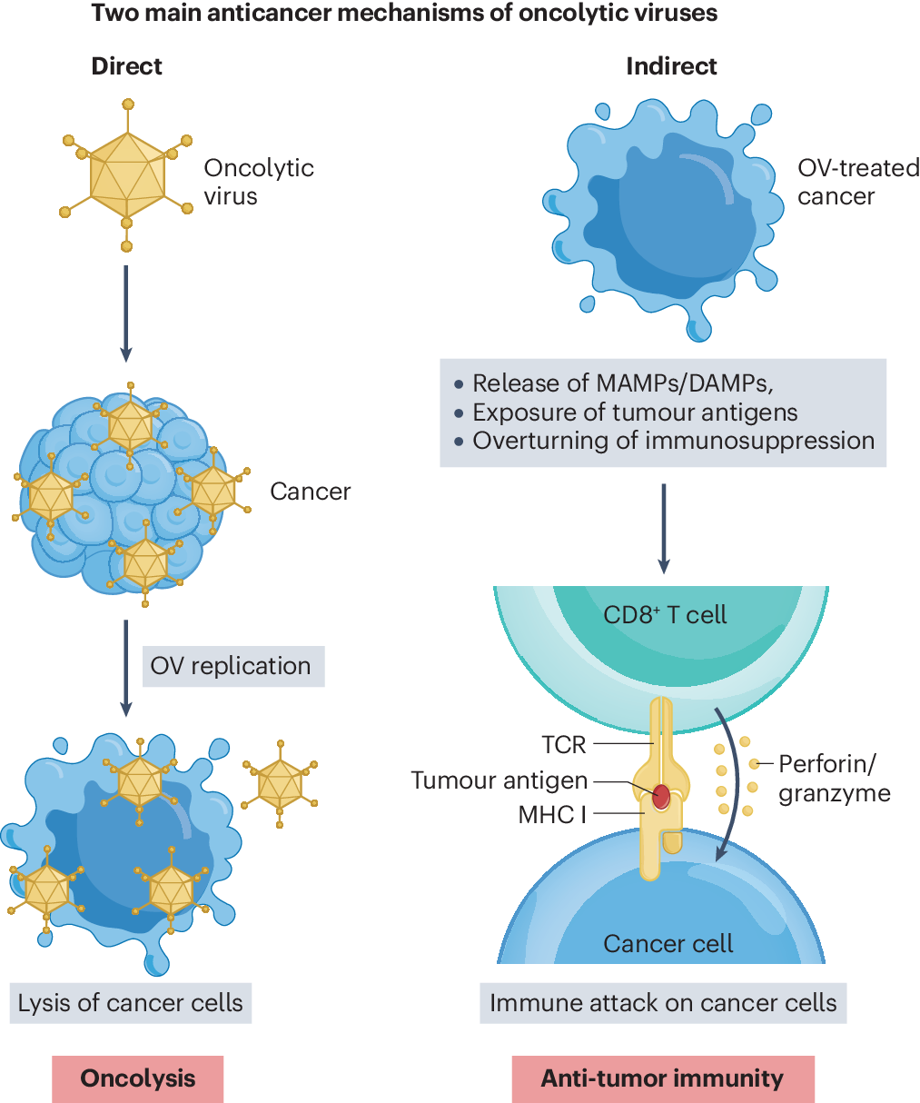Picture of Oncolytic virus