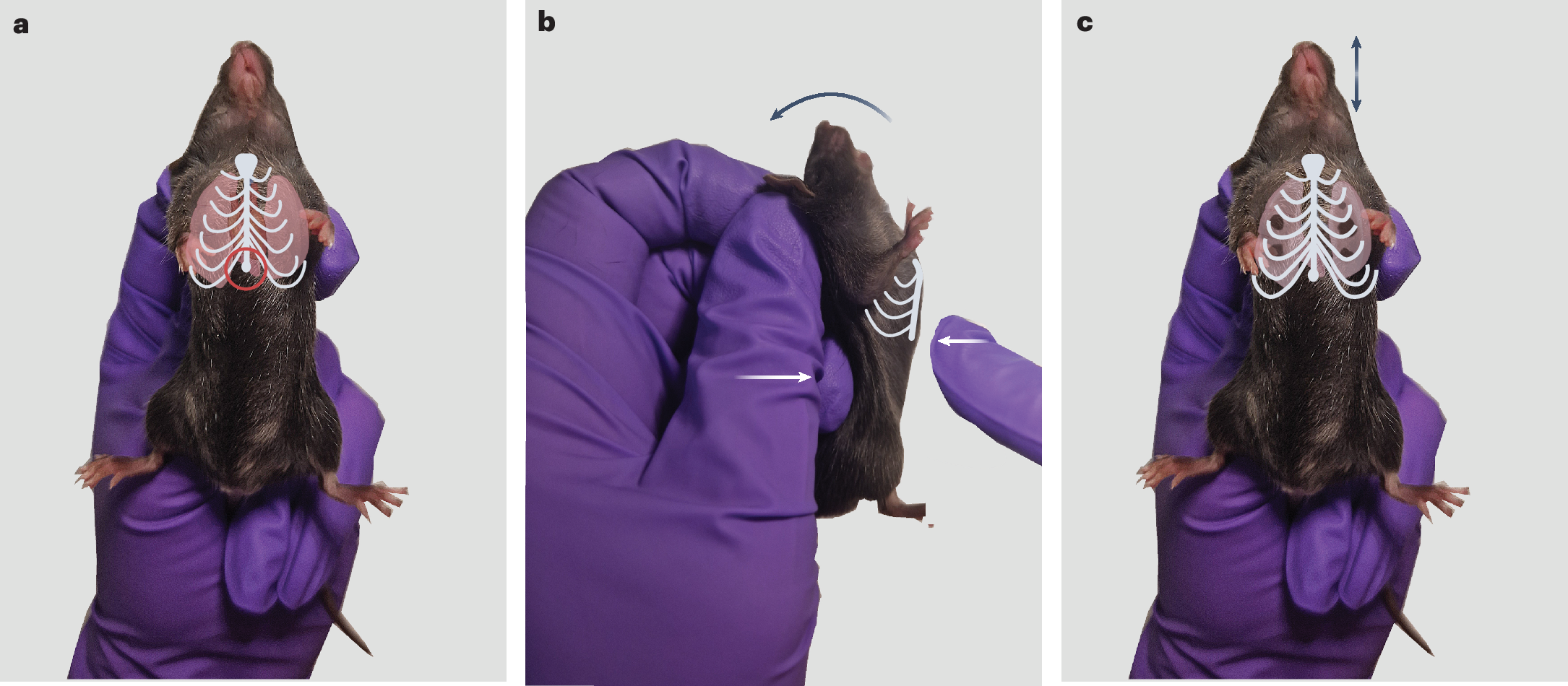 Fig. 3: Step-by-step description of a stress test.